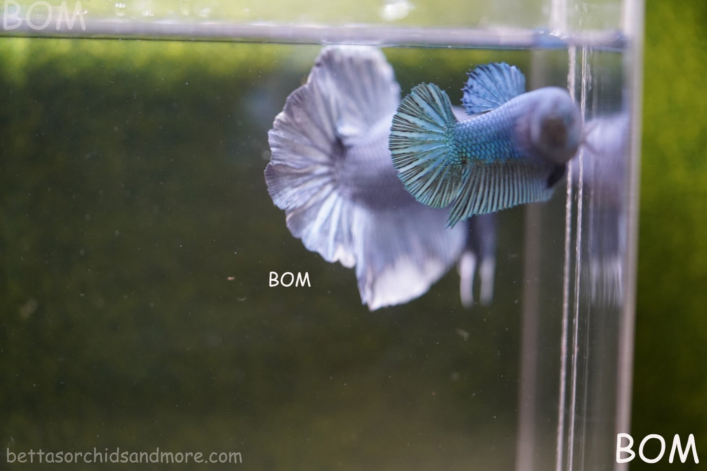 LIVE BETTA GIANT FEMALE BLUE SERIES | BOM-A311