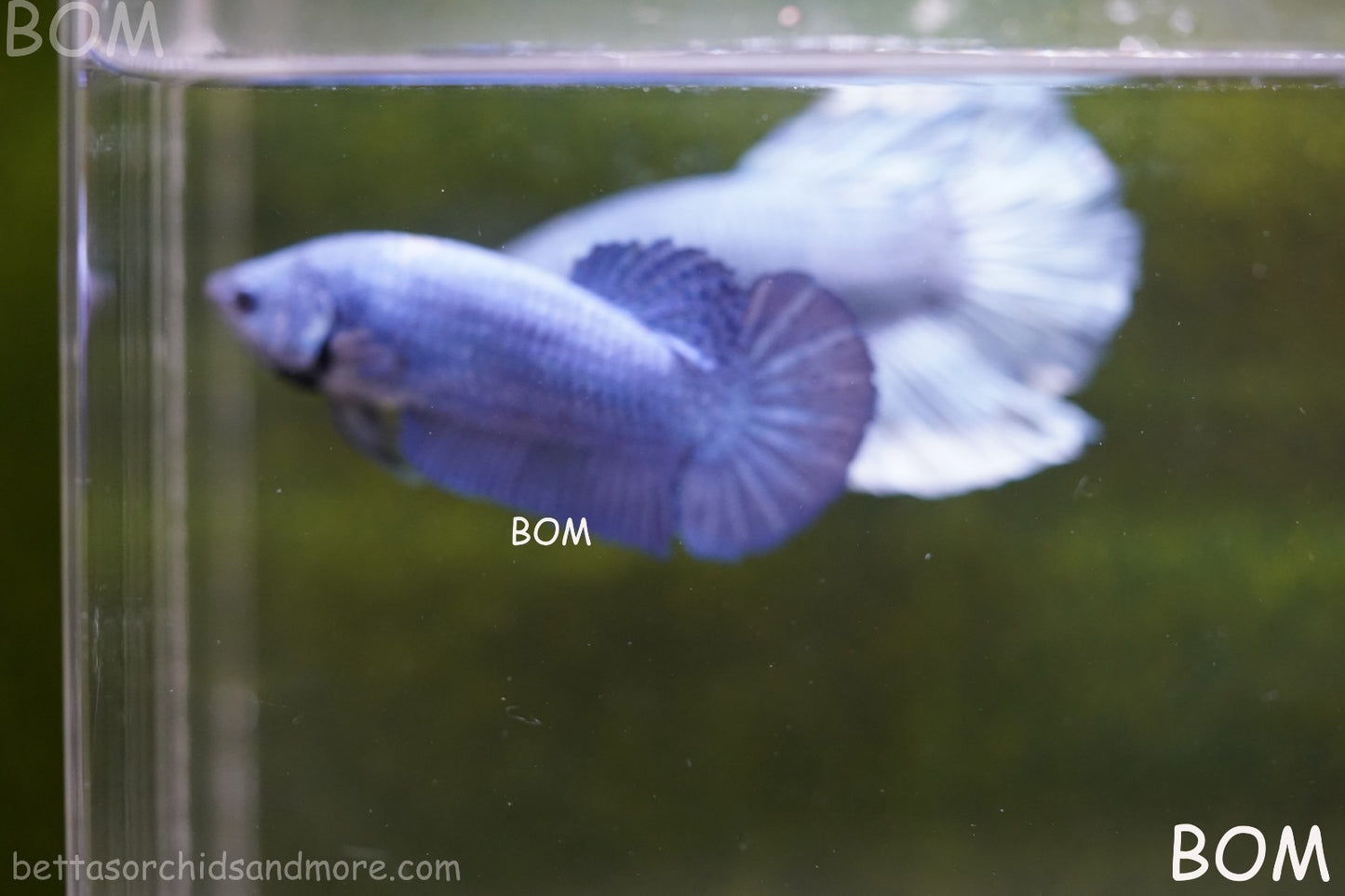 LIVE BETTA GIANT FEMALE BLUE SERIES | BOM-A308