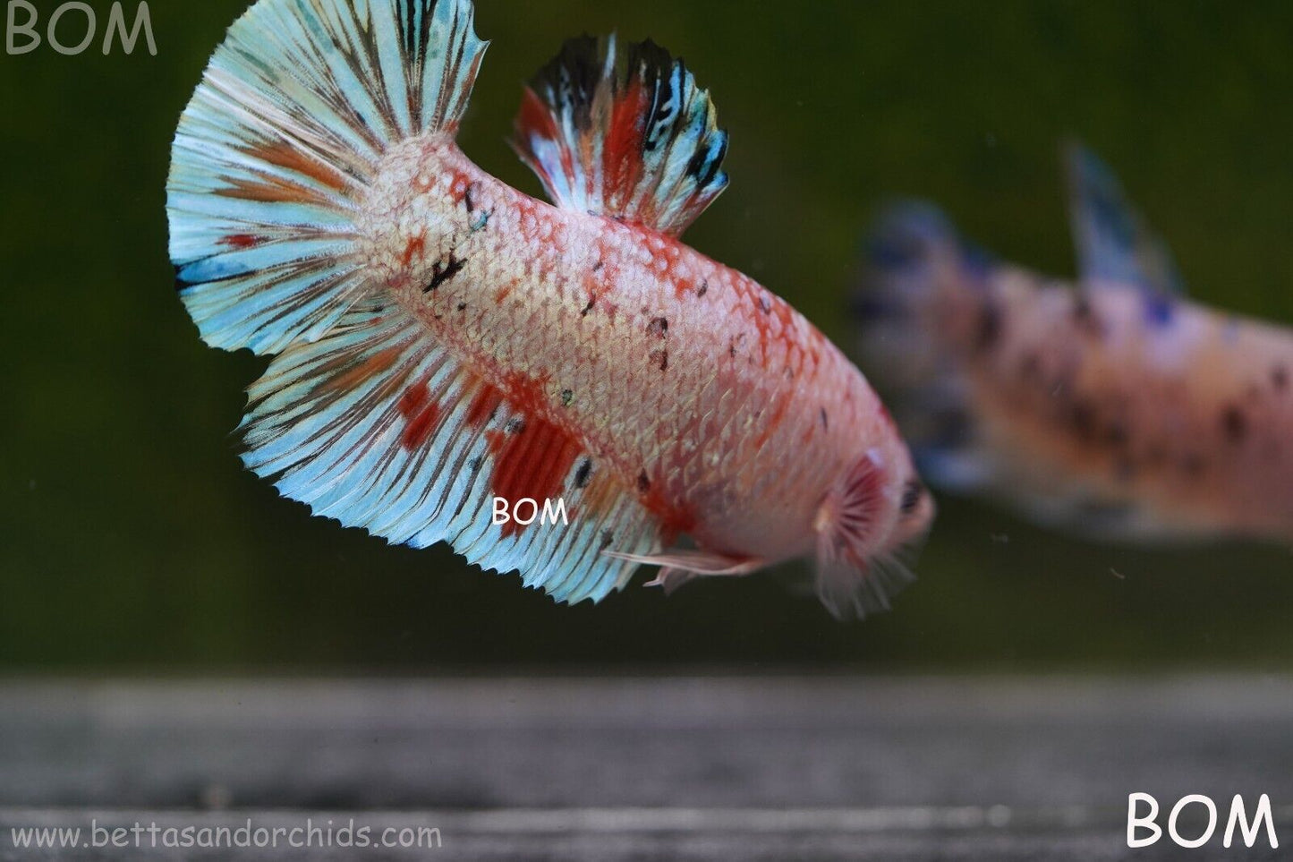 Betta Plakat GIANT MALE MULTICOLOUR | BOM-A99