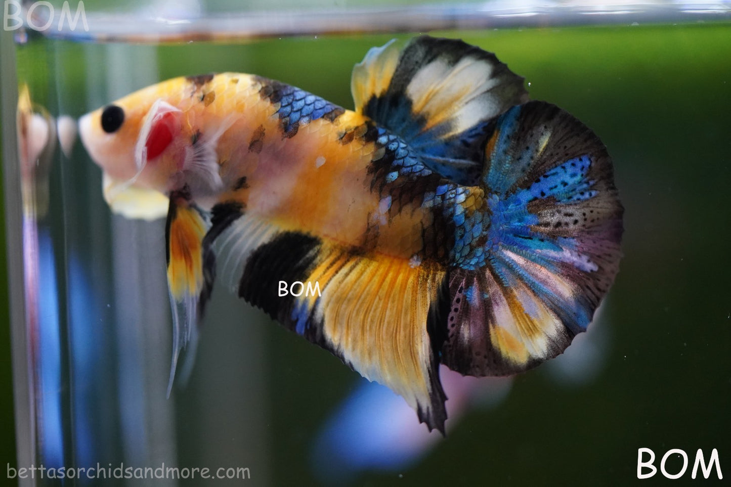 LIVE BETTTA MALE METALLIC MULTICOLOUR HMPK BEAUTIFUL COLOURS | BOM-A284