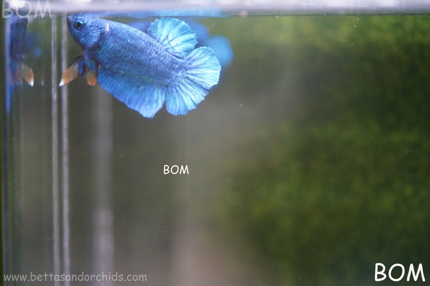 MALE GREEN ARMOUR SERIES Plakat Betta Fish: Live HMPK YELLOW TIE BOM-A65