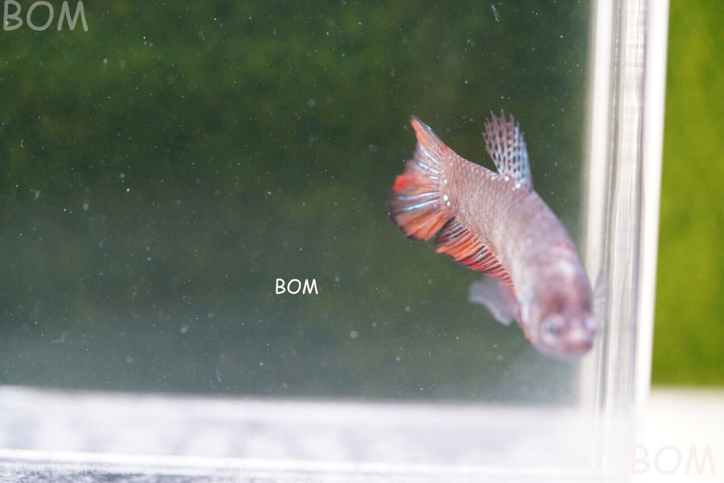 LIVE BETTA HMPK BIG FEMALE BLACK VARIANT | BOM-A50