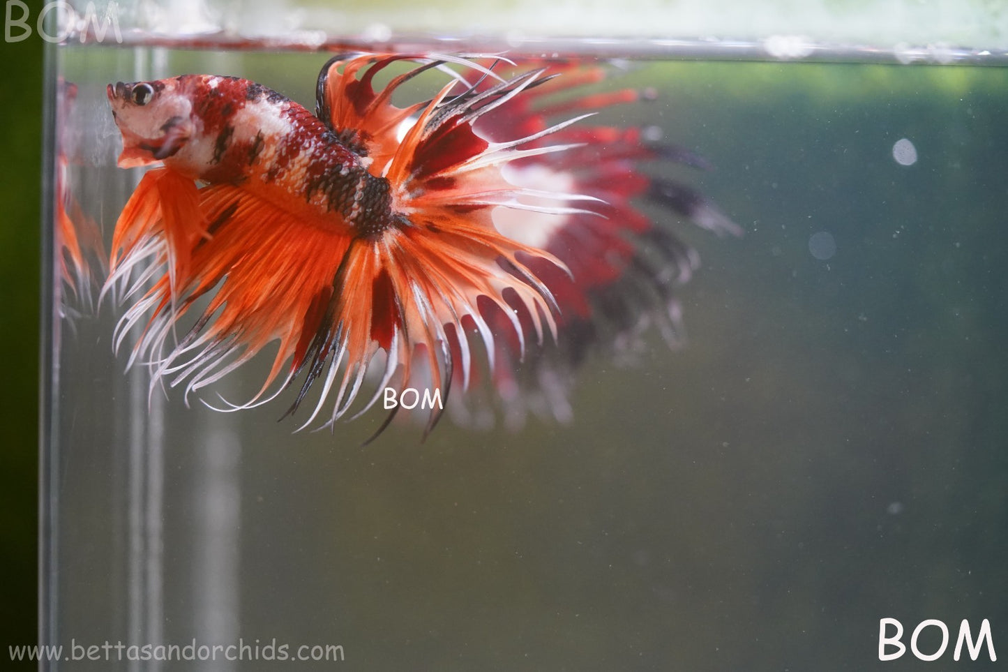 LIVE BETTA MALE DRAGONS CROWN LEOPARDS : Unique Fish | BOM-A300