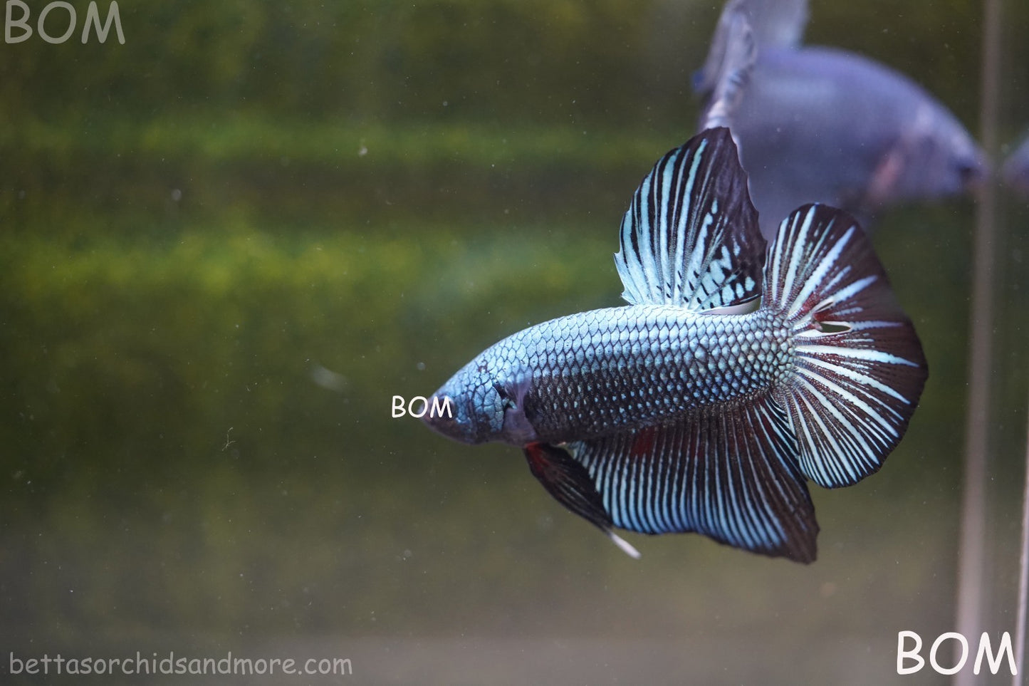 LIVE BETTA GIANT MALE BLUE SERIES 5 CM BO | BOM-A313