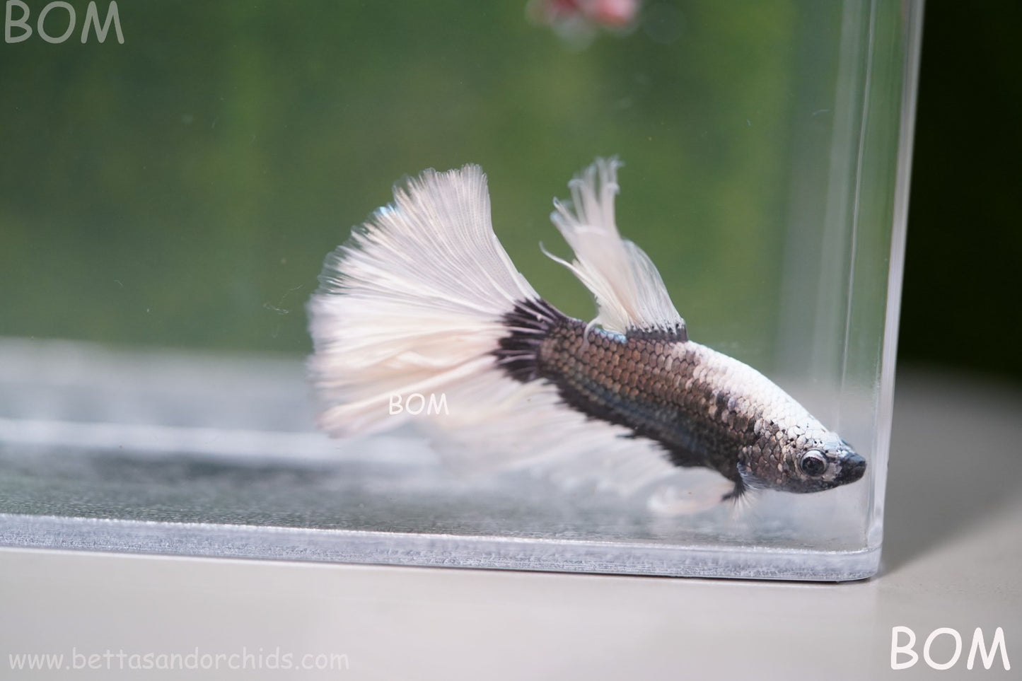 LIVE BETTA MALE DRAGONS SILVER BUTTERFLY : Unique Fish | BOM-A293