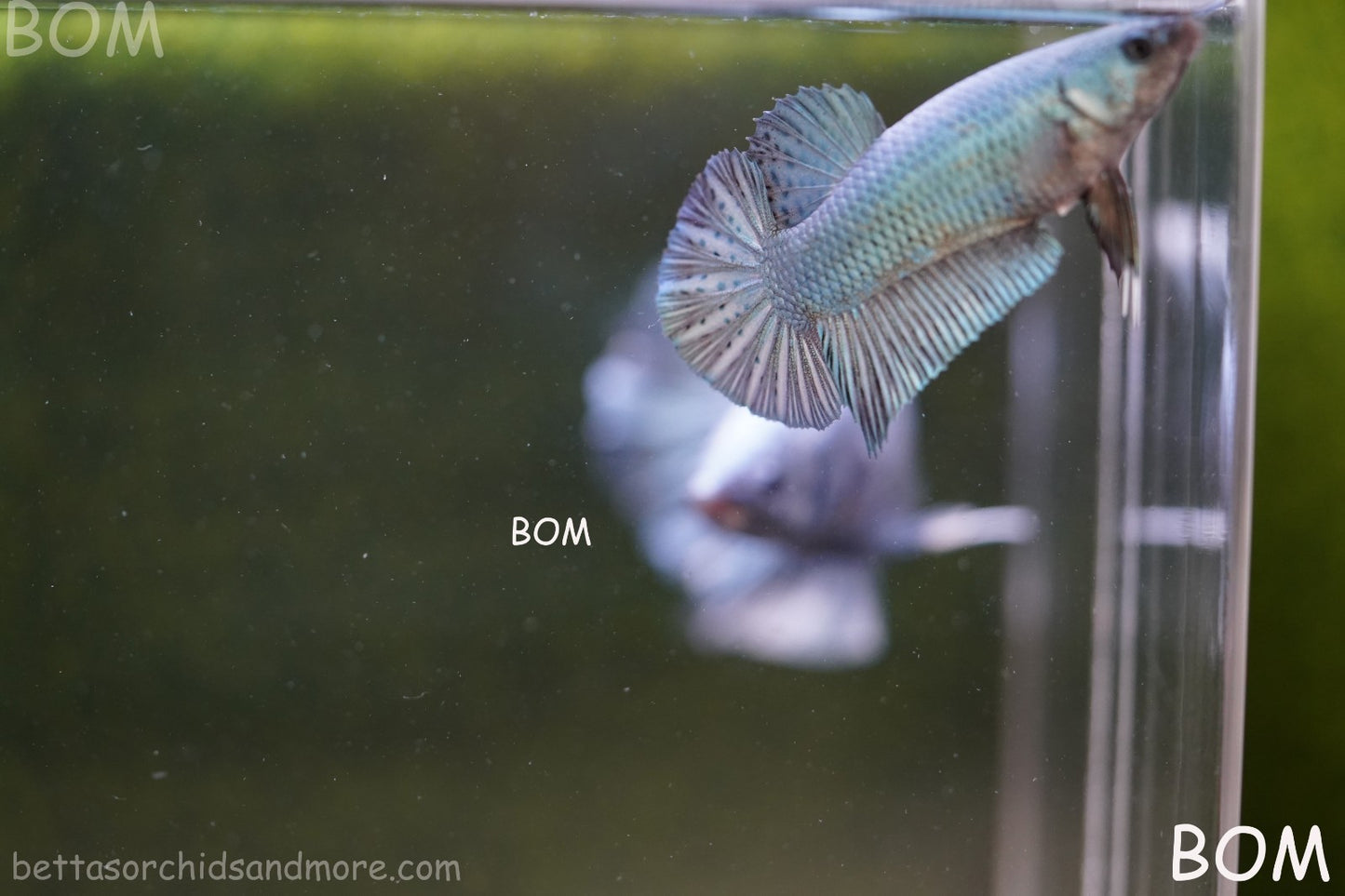 LIVE BETTA GIANT FEMALE BLUE SERIES | BOM-A314