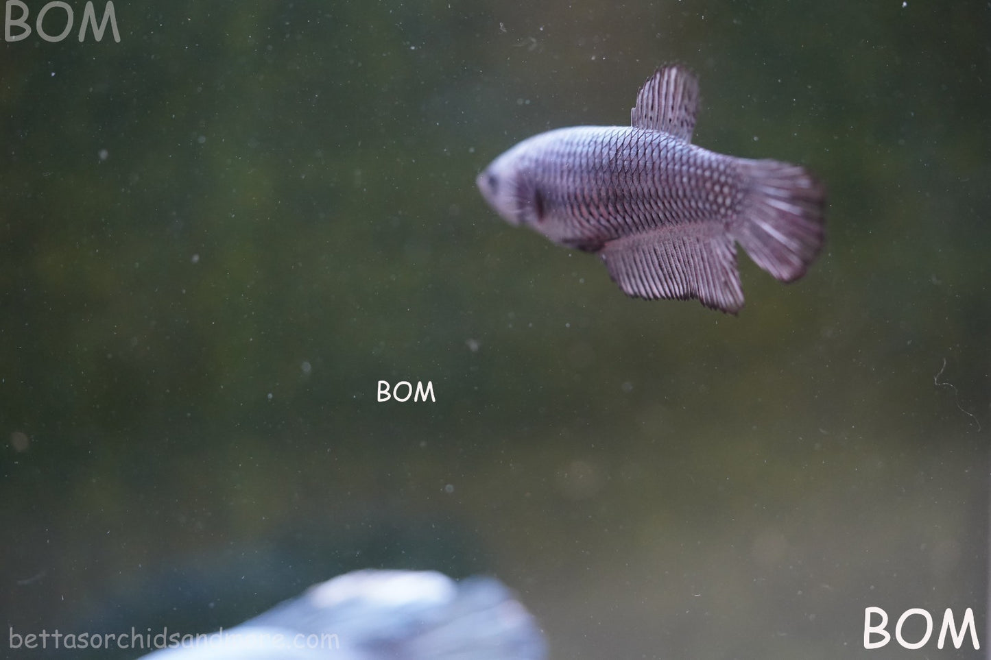 LIVE BETTA JUNIOR GIANT FEMALE COPPER | BOM-A316