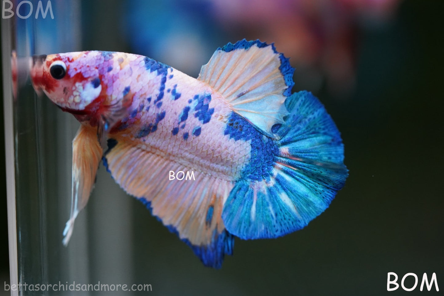 LIVE BETTTA MALE METALLIC MULTICOLOUR HMPK BEAUTIFUL COLOURS | BOM-A281