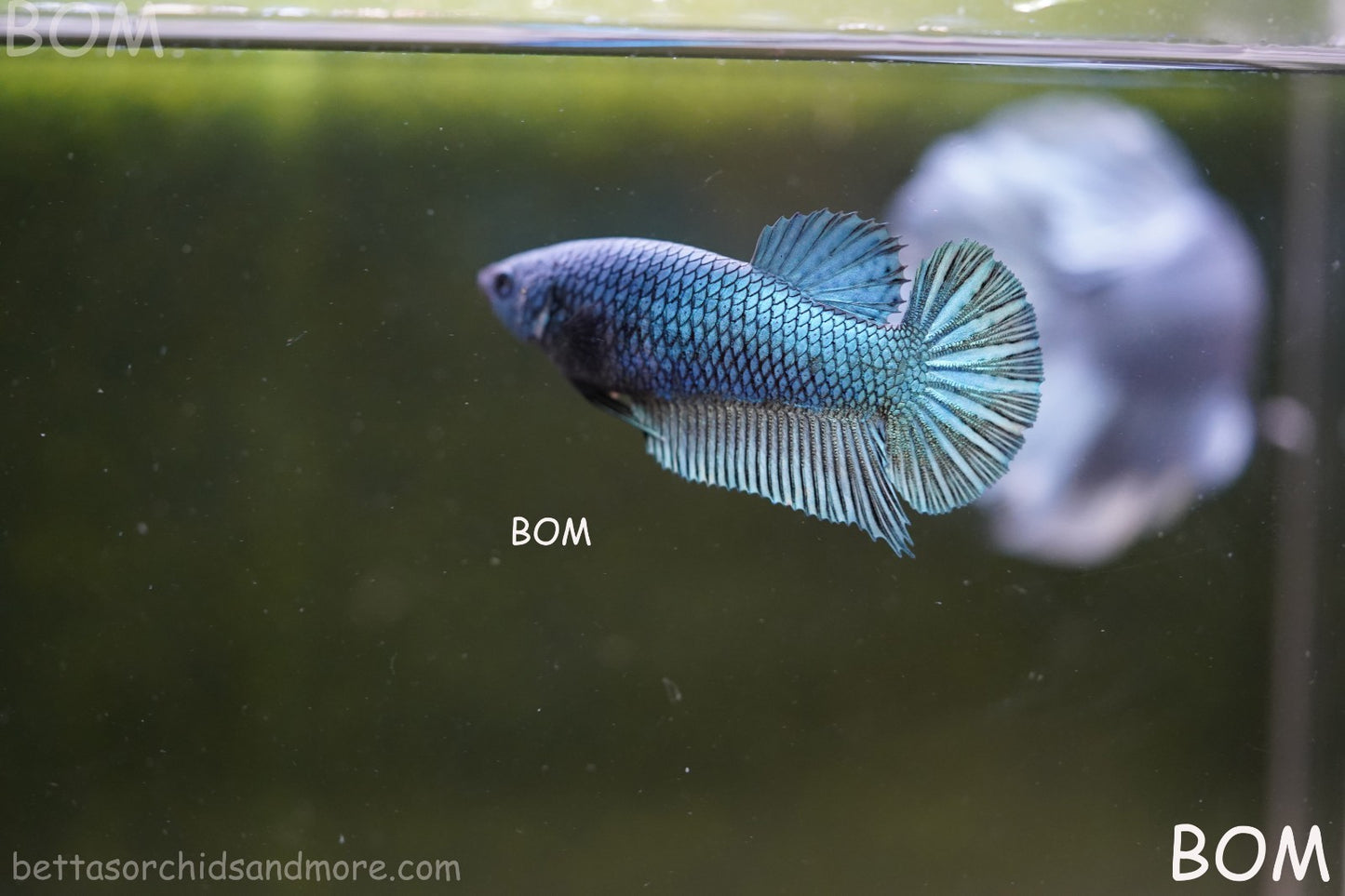 LIVE BETTA GIANT FEMALE BLUE SERIES | BOM-A311