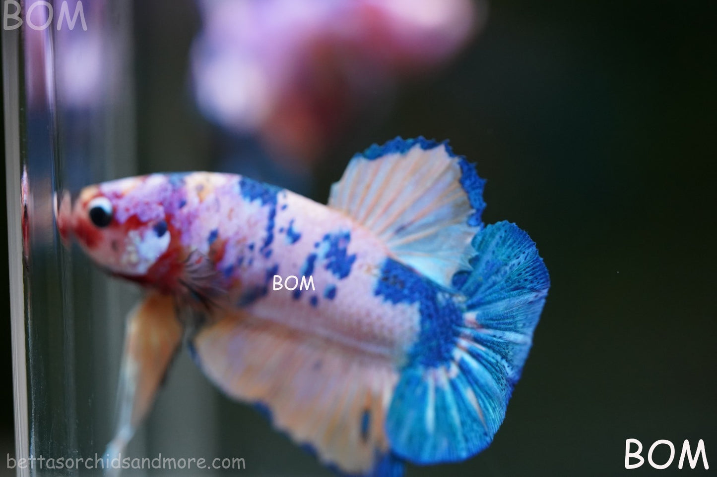 LIVE BETTTA MALE METALLIC MULTICOLOUR HMPK BEAUTIFUL COLOURS | BOM-A281