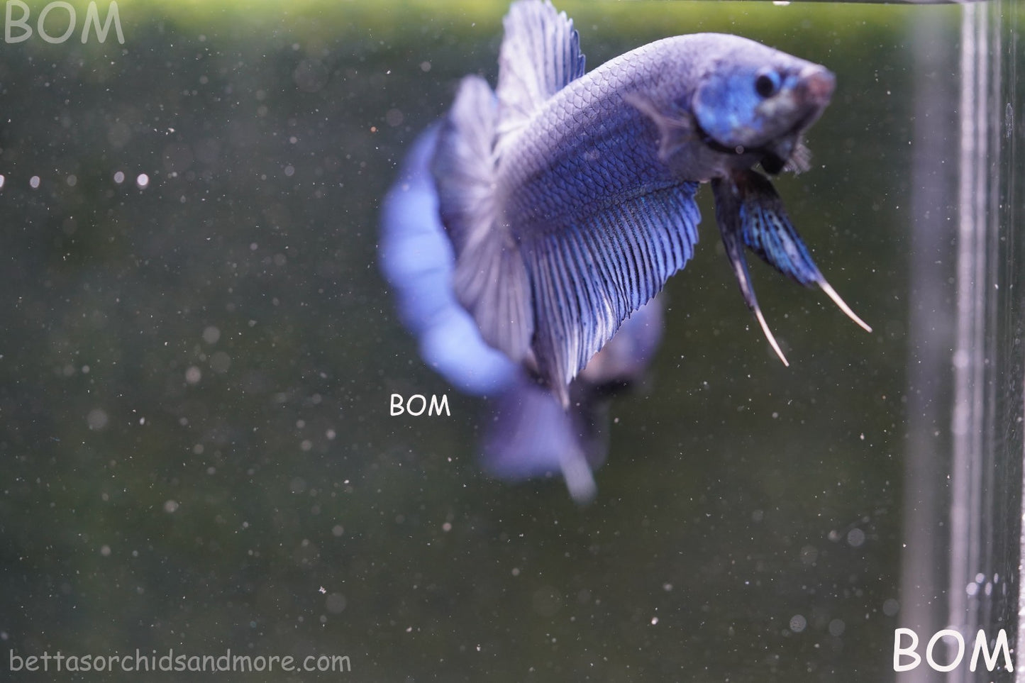Betta Plakat GIANT MALE BLUE SERIES 5 CM BO | BOM-A304