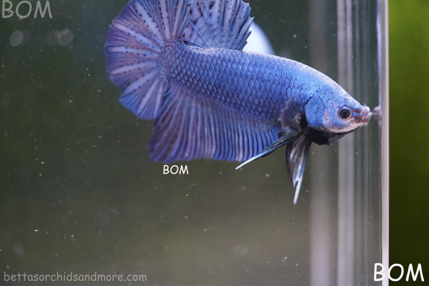 Betta Plakat GIANT MALE BLUE SERIES 5 CM BO | BOM-A305