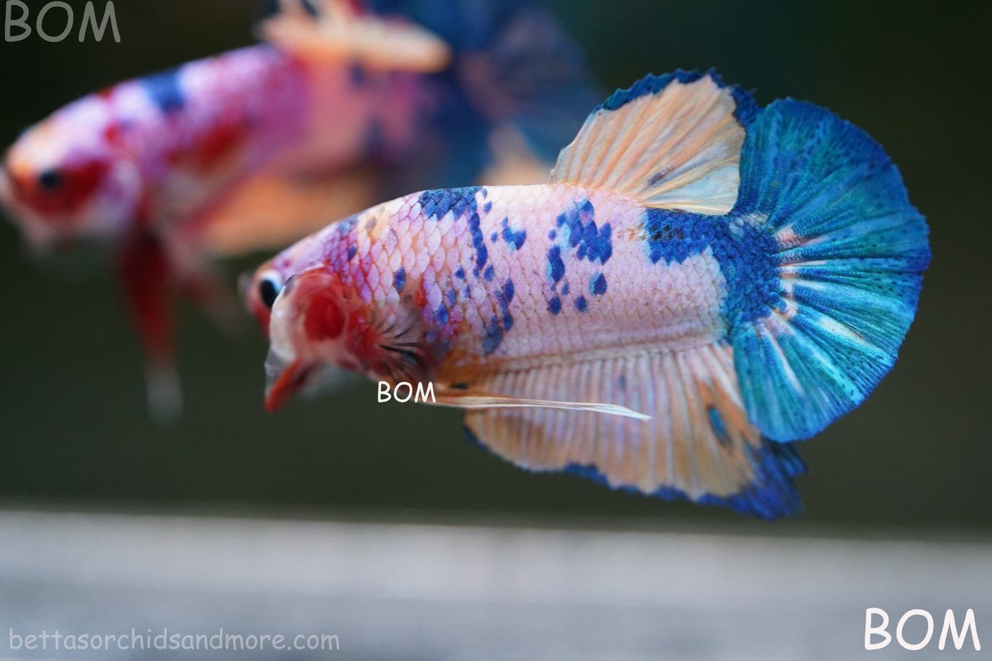LIVE BETTTA MALE METALLIC MULTICOLOUR HMPK BEAUTIFUL COLOURS | BOM-A281