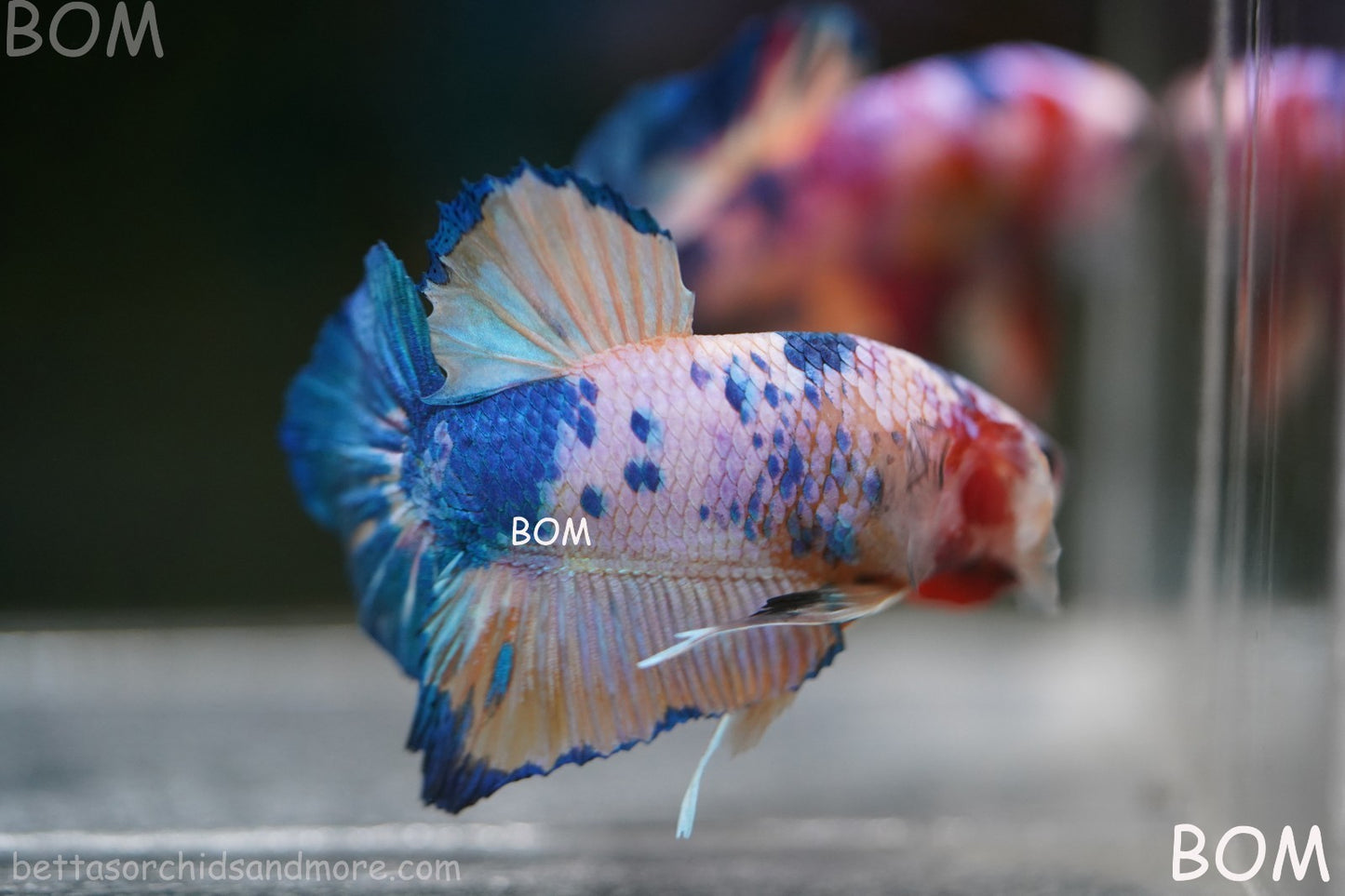 LIVE BETTTA MALE METALLIC MULTICOLOUR HMPK BEAUTIFUL COLOURS | BOM-A281