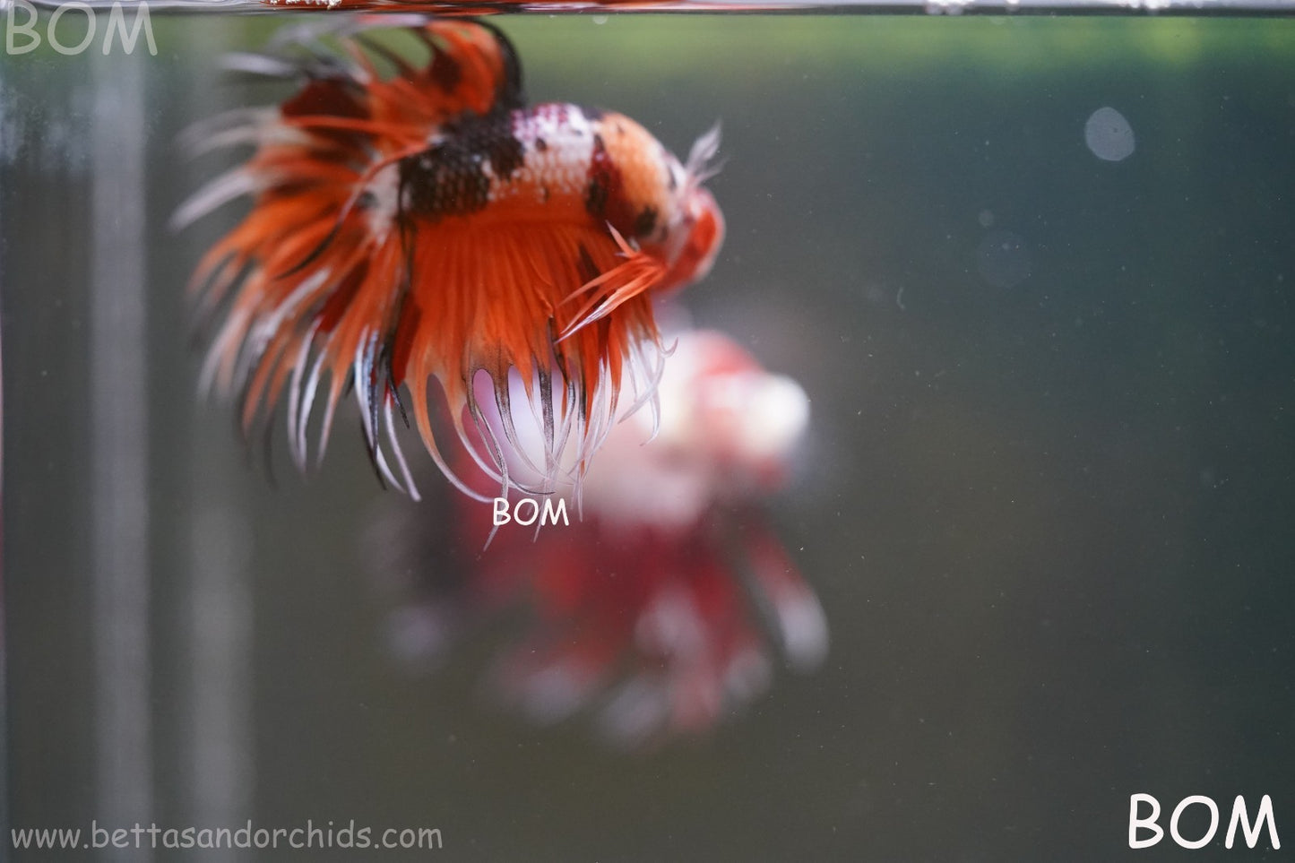 LIVE BETTA MALE DRAGONS CROWN LEOPARDS : Unique Fish | BOM-A300