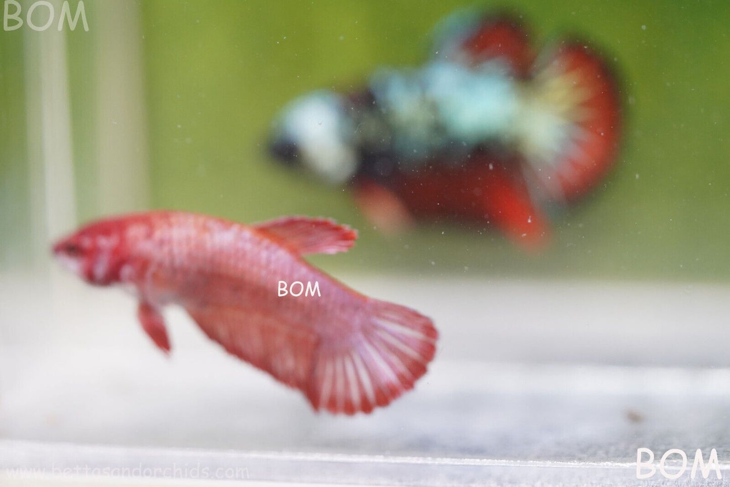 LIVE BETTA HMPK FEMALE FANCY RED | BOM975