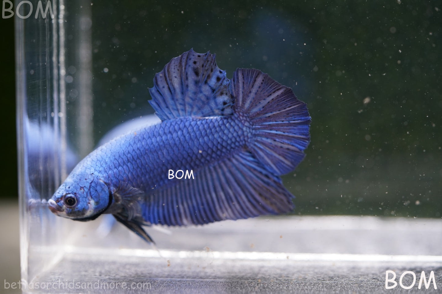 Betta Plakat GIANT MALE BLUE SERIES 5 CM BO | BOM-A305