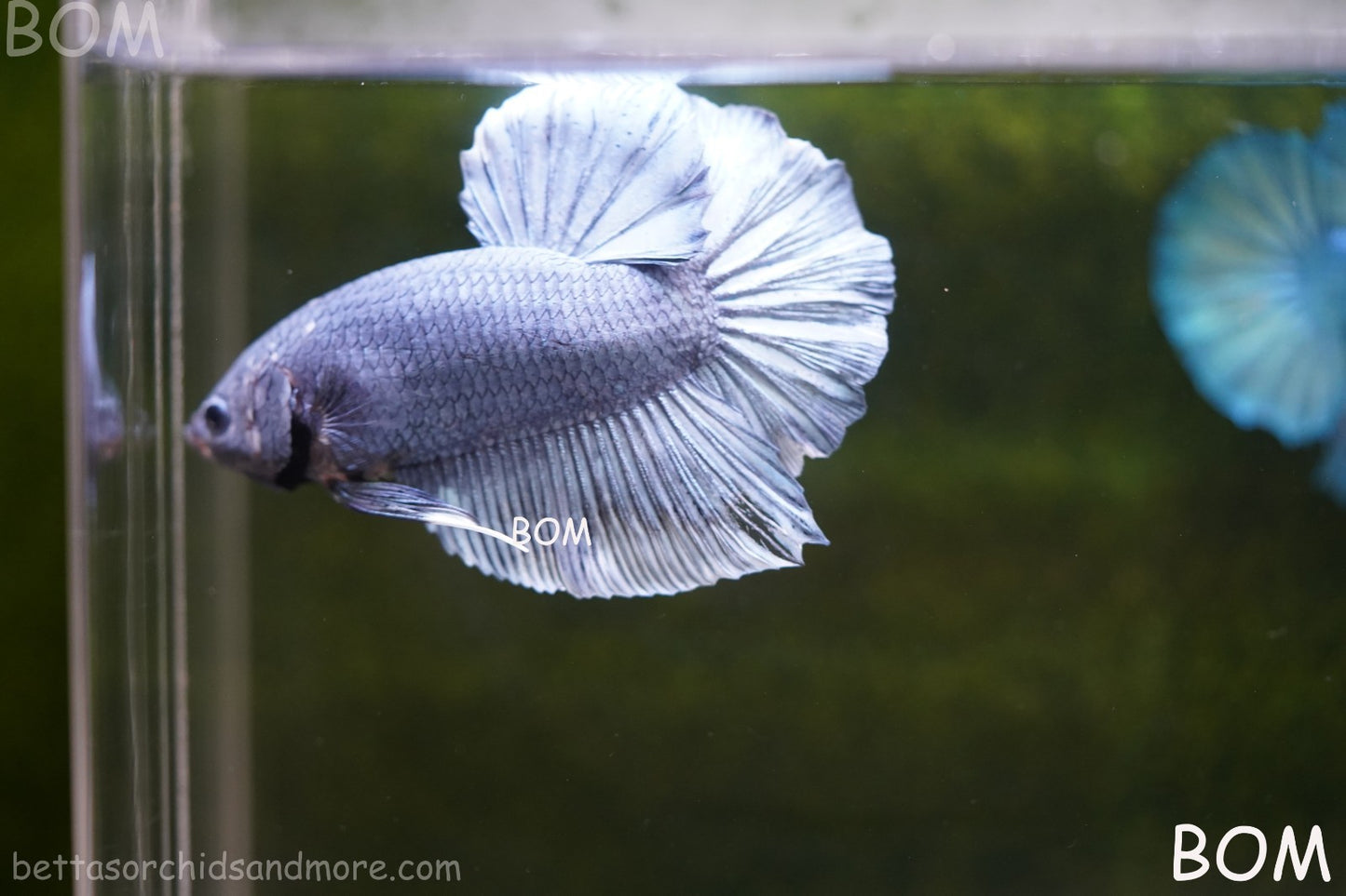 Betta Plakat GIANT MALE BLUE SERIES 5 CM BO | BOM-A306