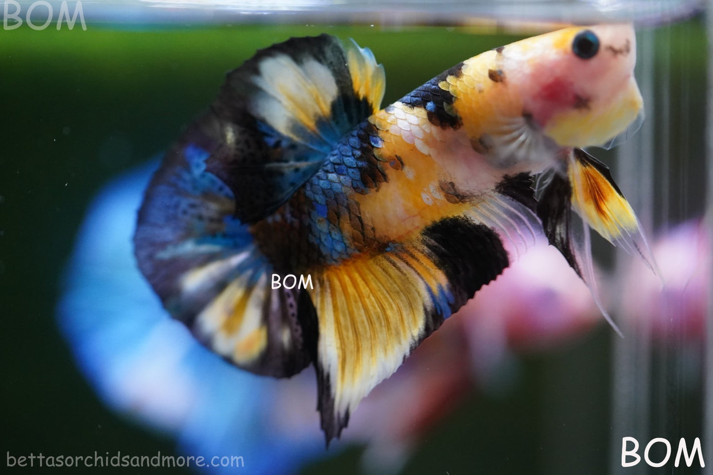 LIVE BETTTA MALE METALLIC MULTICOLOUR HMPK BEAUTIFUL COLOURS | BOM-A284