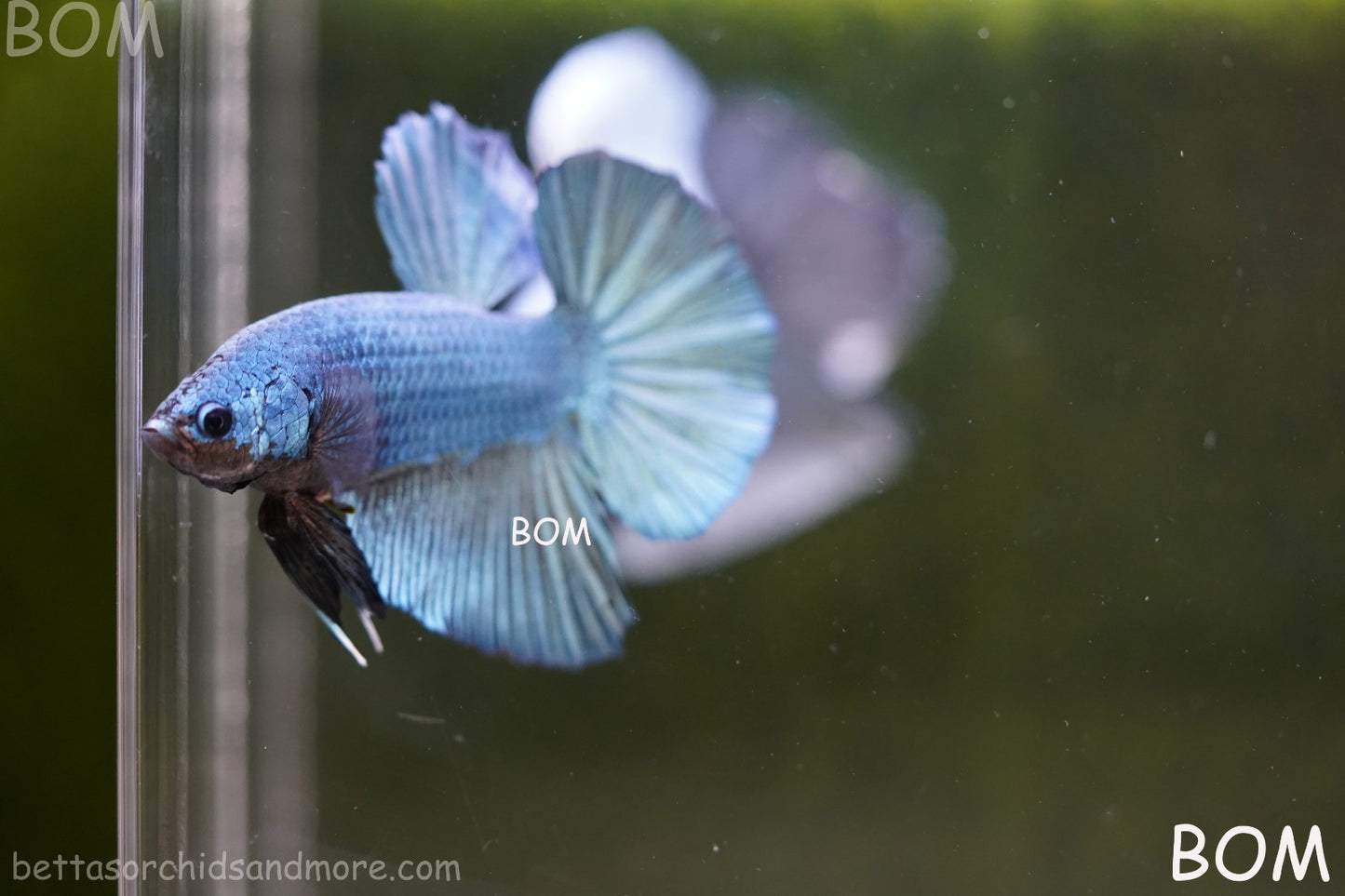 Betta Plakat GIANT MALE BLUE SERIES 5 CM BO | BOM-A309