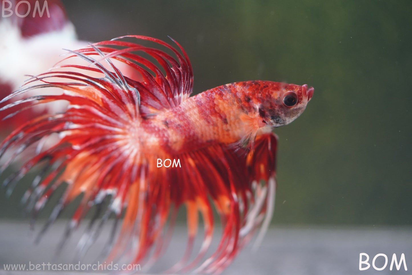 LIVE BETTA MALE CROWN FIREWORKS RED : Unique Fish | BOM-A292