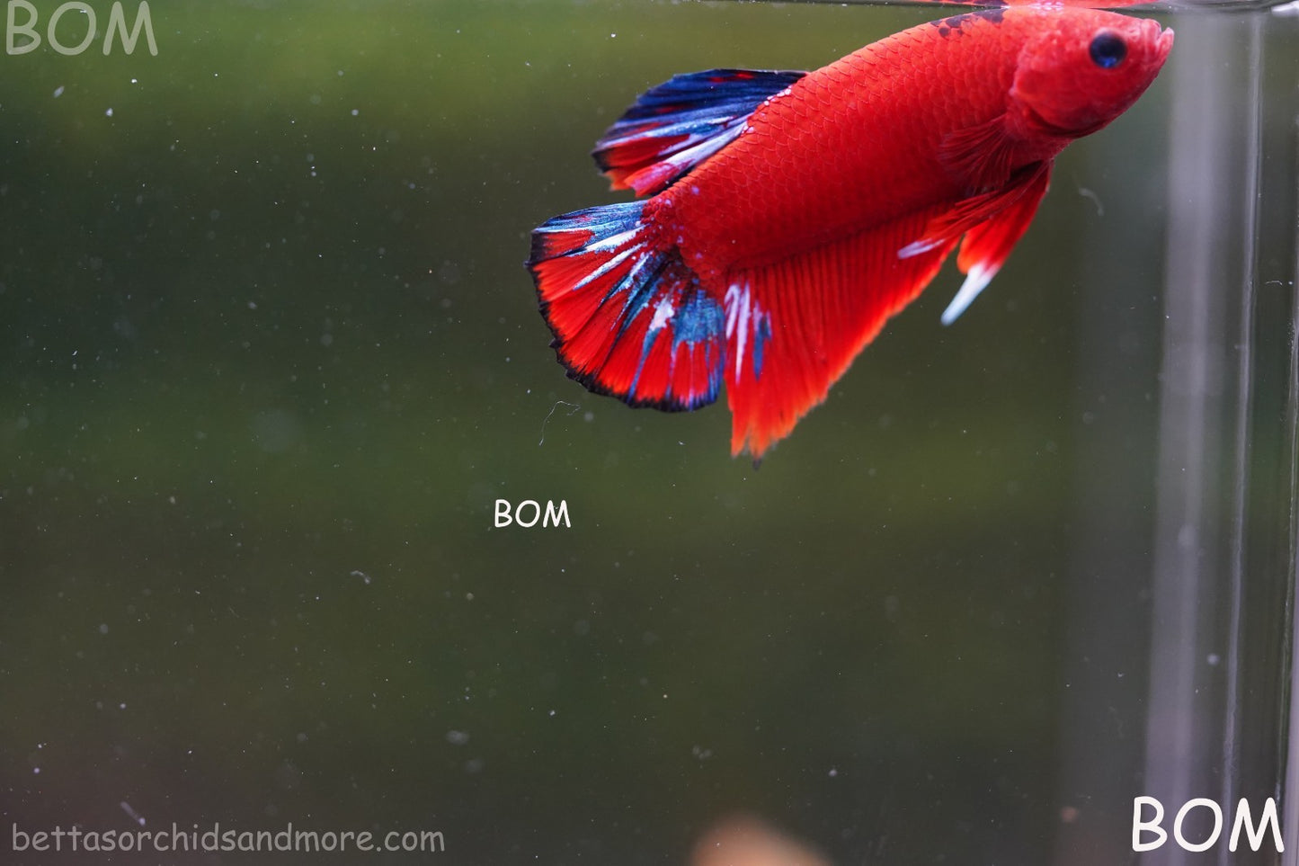 PREMIUM MALE HELLBOY HMPK BETTA Fish:Live HMPK | BOM-A273