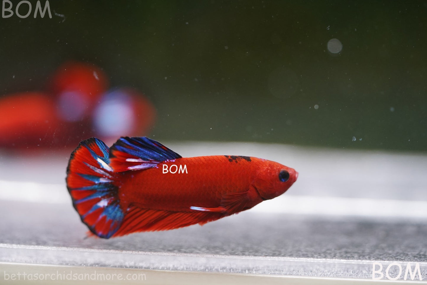 PREMIUM MALE HELLBOY HMPK BETTA Fish:Live HMPK | BOM-A273