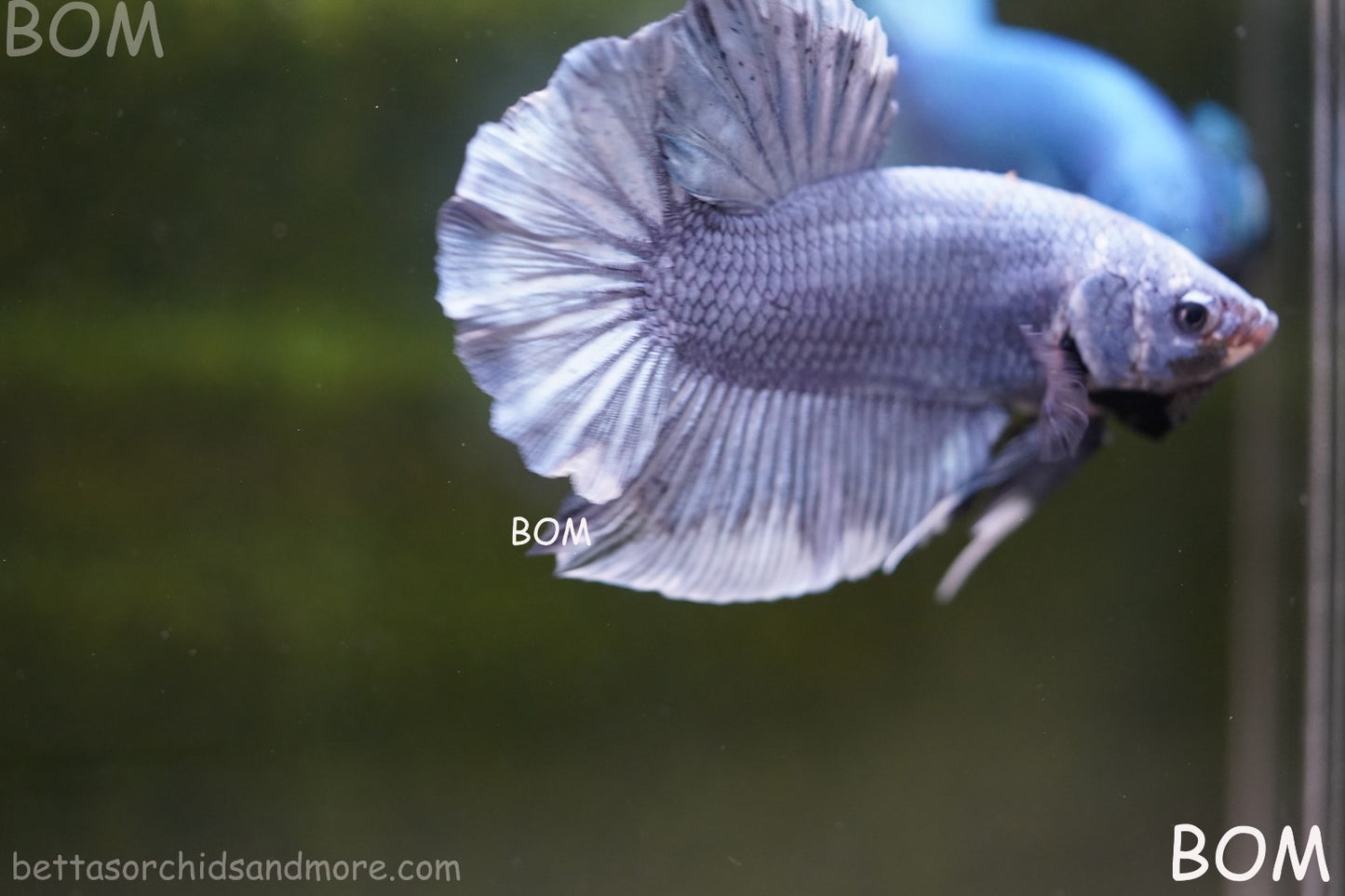 Betta Plakat GIANT MALE BLUE SERIES 5 CM BO | BOM-A306