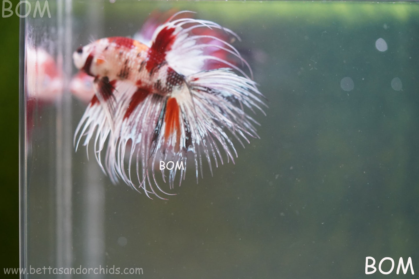 LIVE BETTA MALE CROWN RED KOI : Unique Fish | BOM-A295
