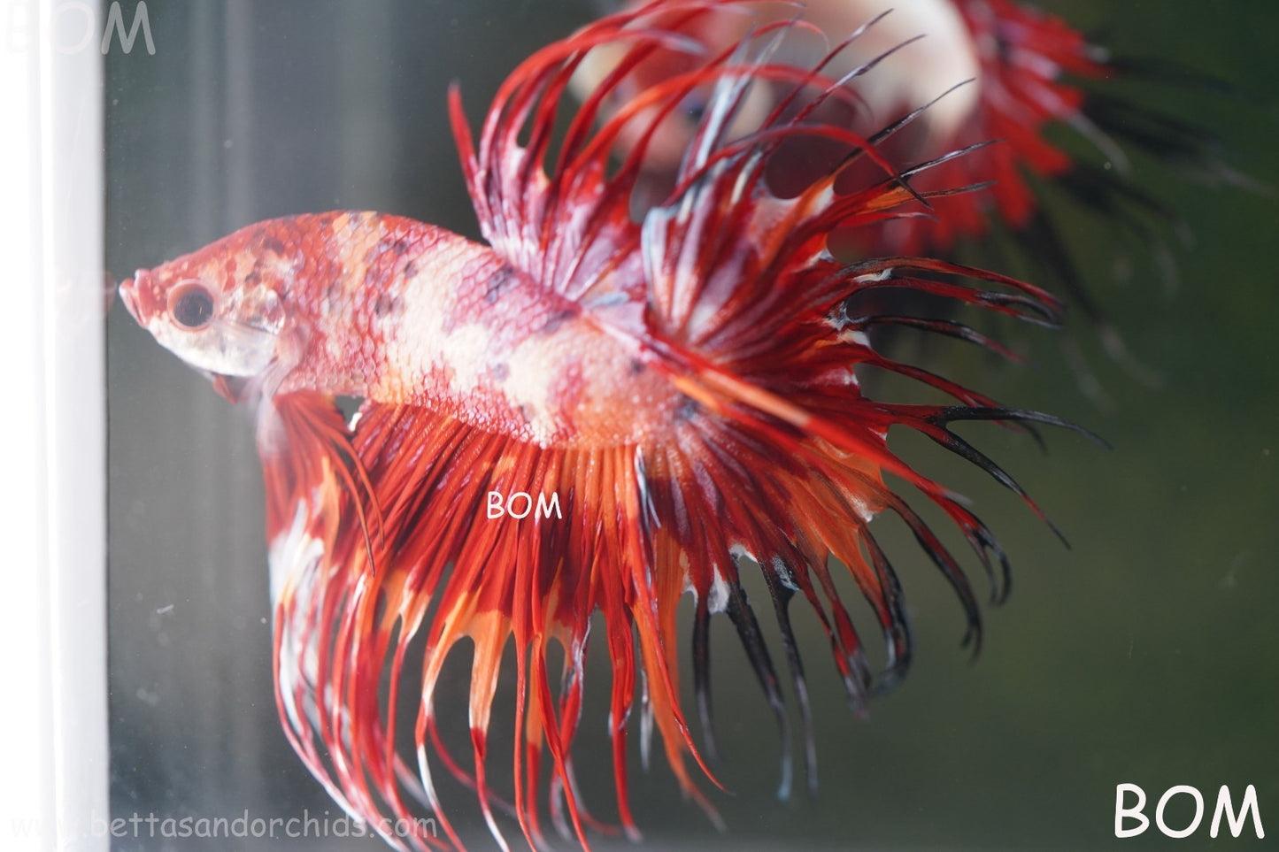 LIVE BETTA MALE CROWN FIREWORKS RED : Unique Fish | BOM-A292