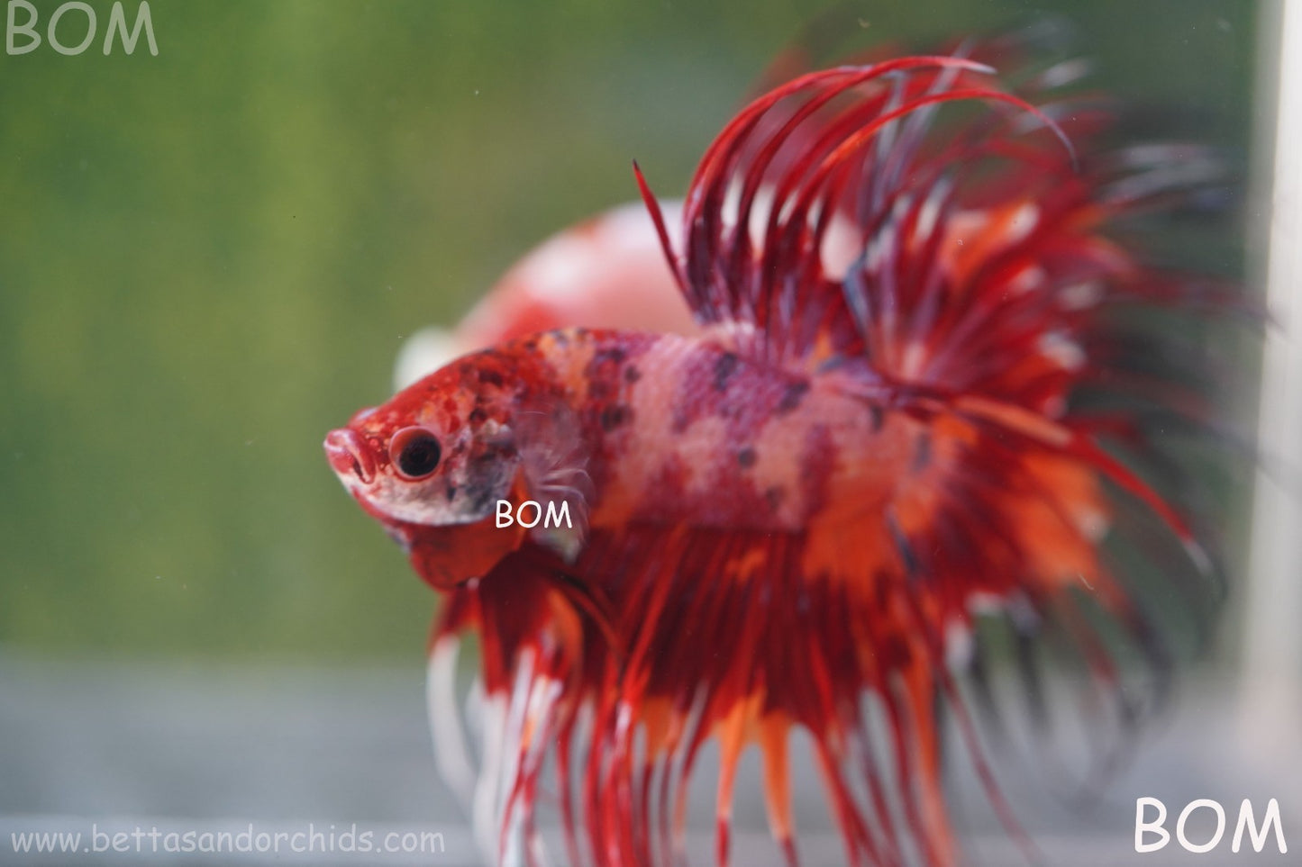 LIVE BETTA MALE CROWN FIREWORKS RED : Unique Fish | BOM-A292