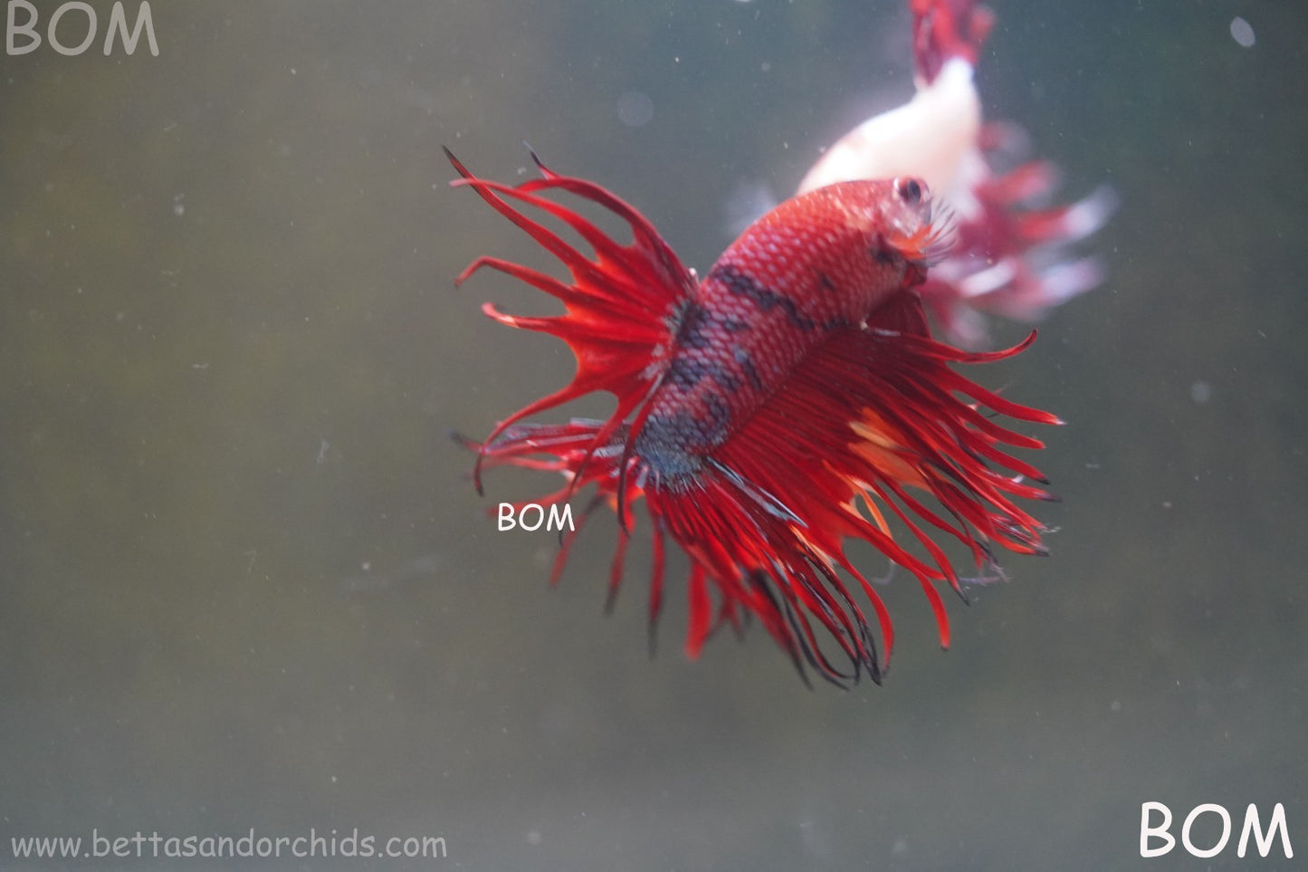 LIVE BETTA MALE CROWN NEMO REDS : Unique Fish | BOM-A302
