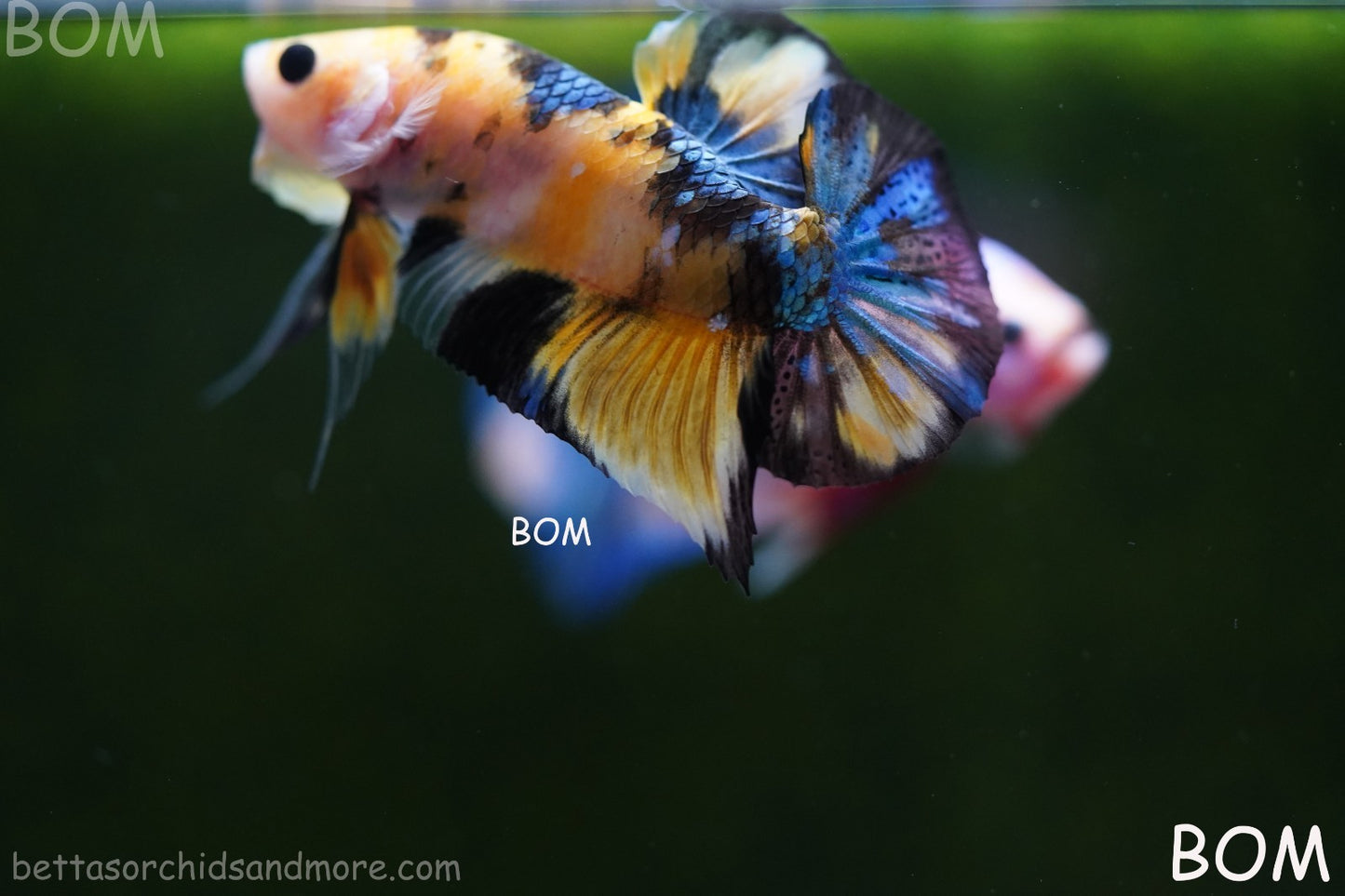 LIVE BETTTA MALE METALLIC MULTICOLOUR HMPK BEAUTIFUL COLOURS | BOM-A284
