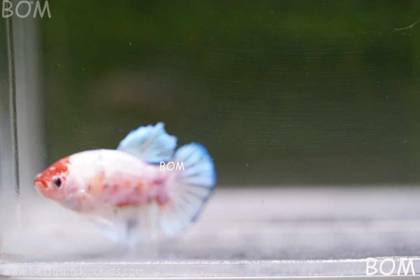 MALE BETTA HMPK MULTICOLOUR | BOM932