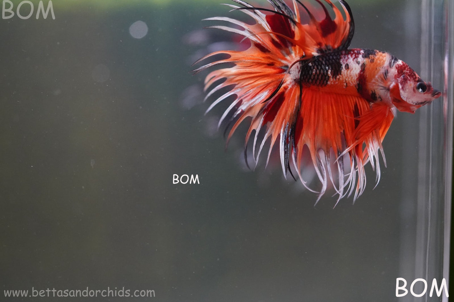 LIVE BETTA MALE DRAGONS CROWN LEOPARDS : Unique Fish | BOM-A300