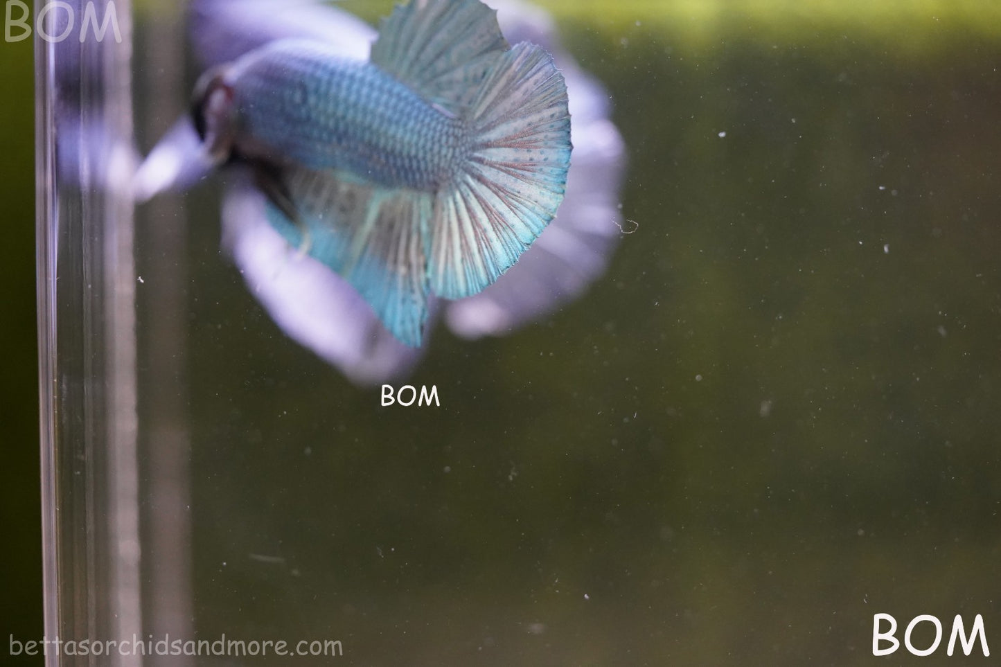 LIVE BETTA GIANT MALE BLUE SERIES 5 CM BO | BOM-A312