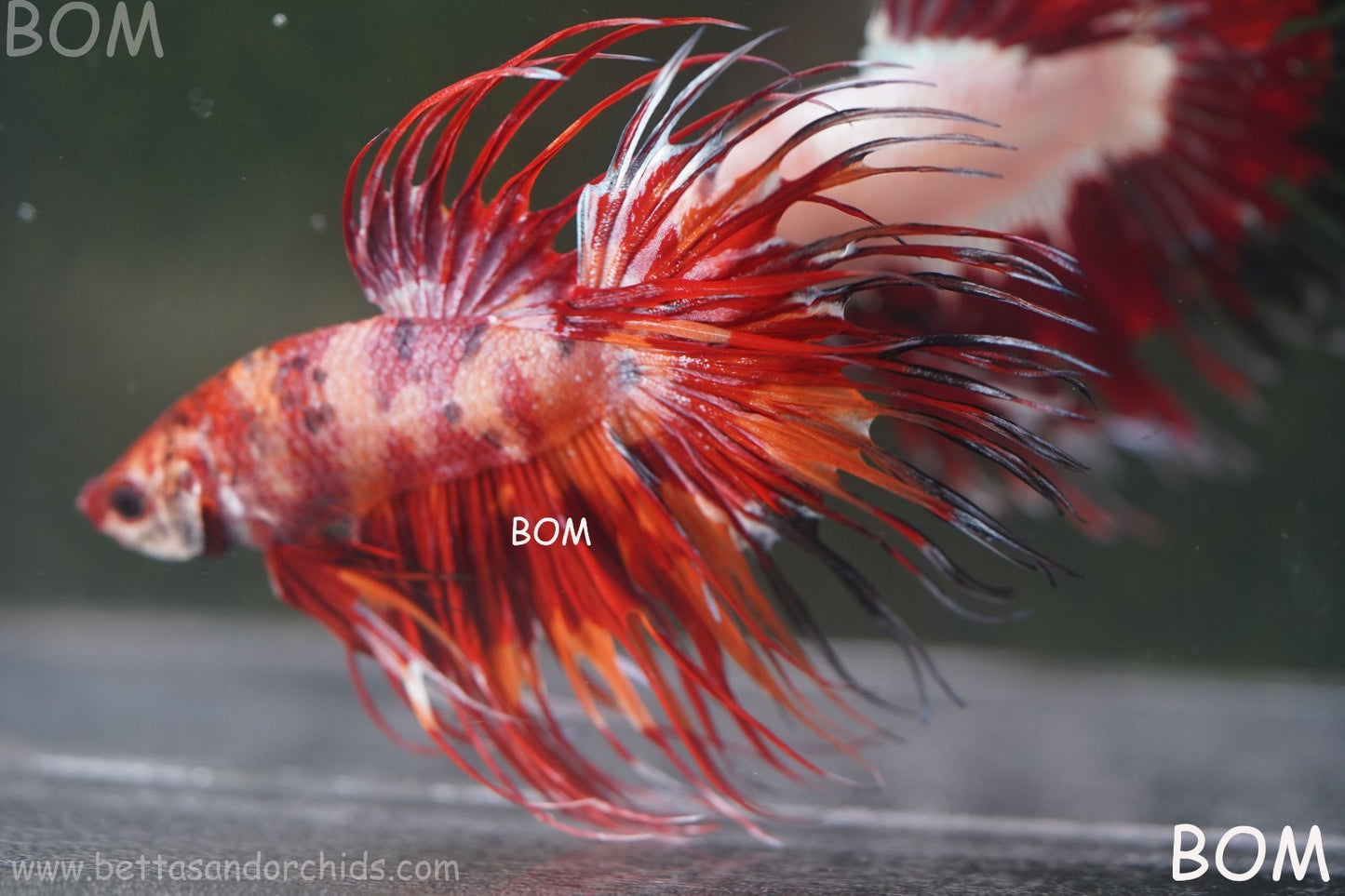 LIVE BETTA MALE CROWN FIREWORKS RED : Unique Fish | BOM-A292