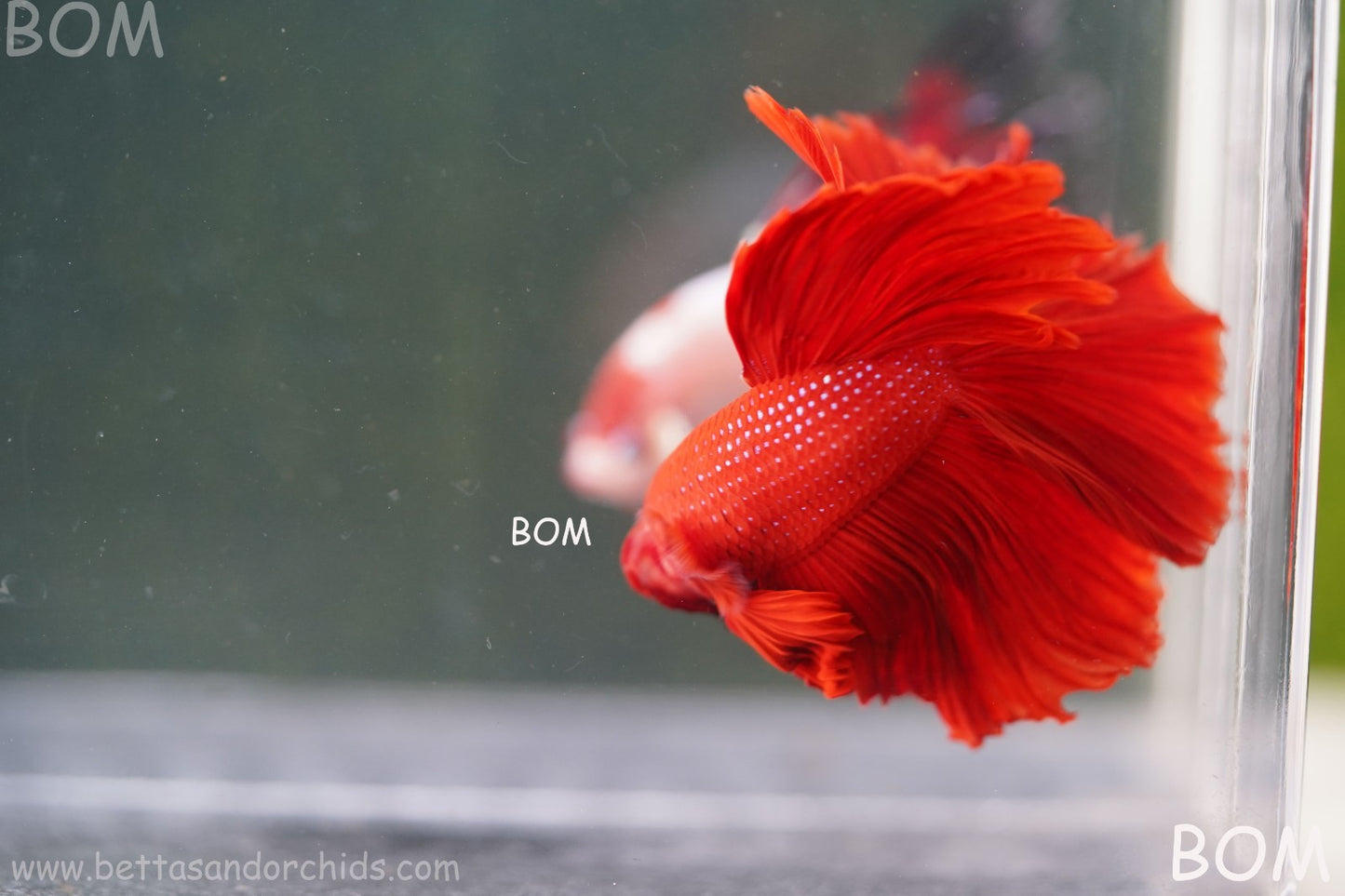 LIVE BETTA MALE KING RED ROSE TAIL : Unique Fish | BOM-A294