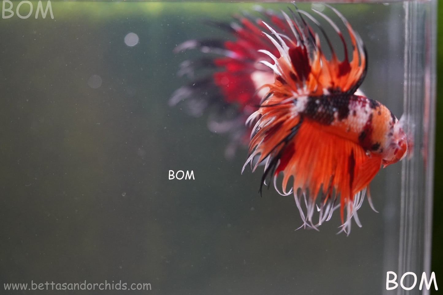 LIVE BETTA MALE DRAGONS CROWN LEOPARDS : Unique Fish | BOM-A300