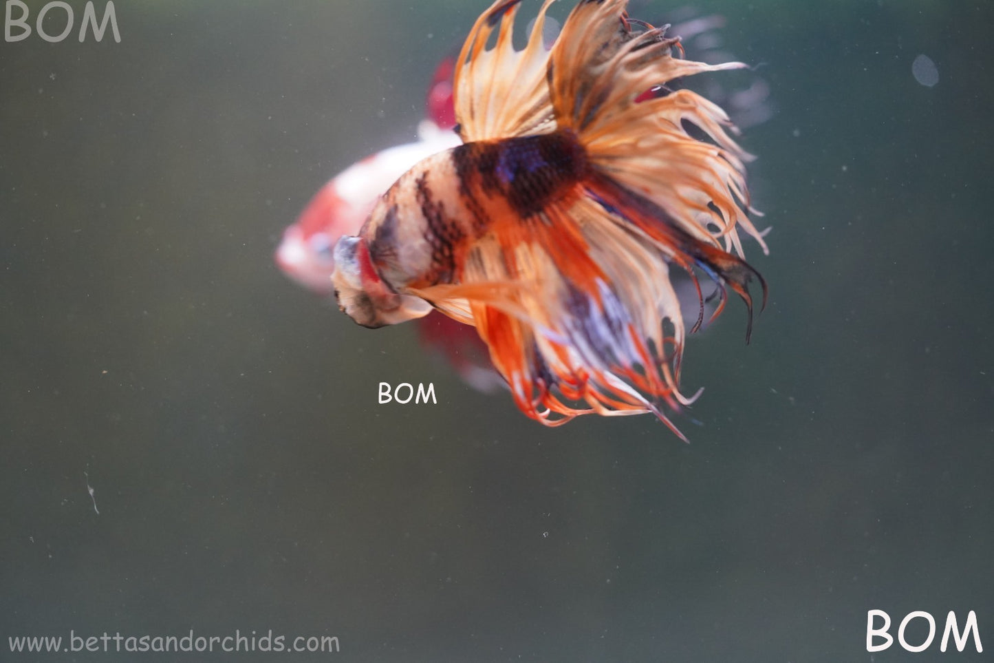 LIVE BETTA MALE CROWN JELLY YELLOW : Unique Fish | BOM-A301