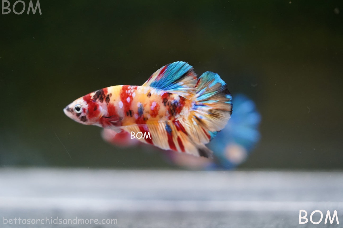 LIVE BETTTA MALE METALLIC MULTICOLOUR HMPK BEAUTIFUL COLOURS | BOM-A283