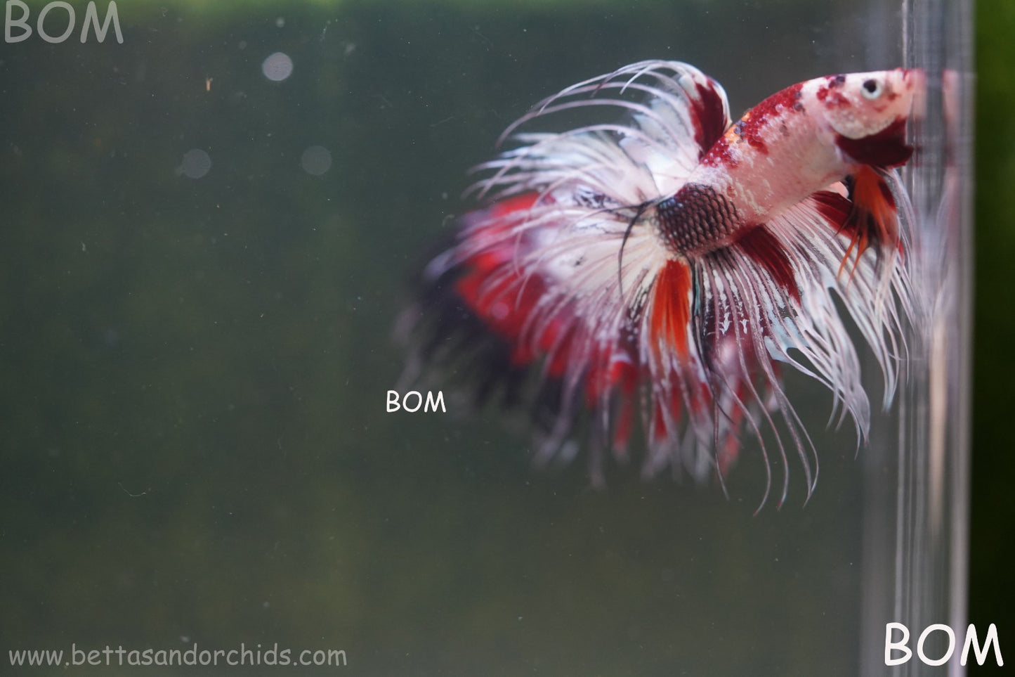 LIVE BETTA MALE CROWN RED KOI : Unique Fish | BOM-A295