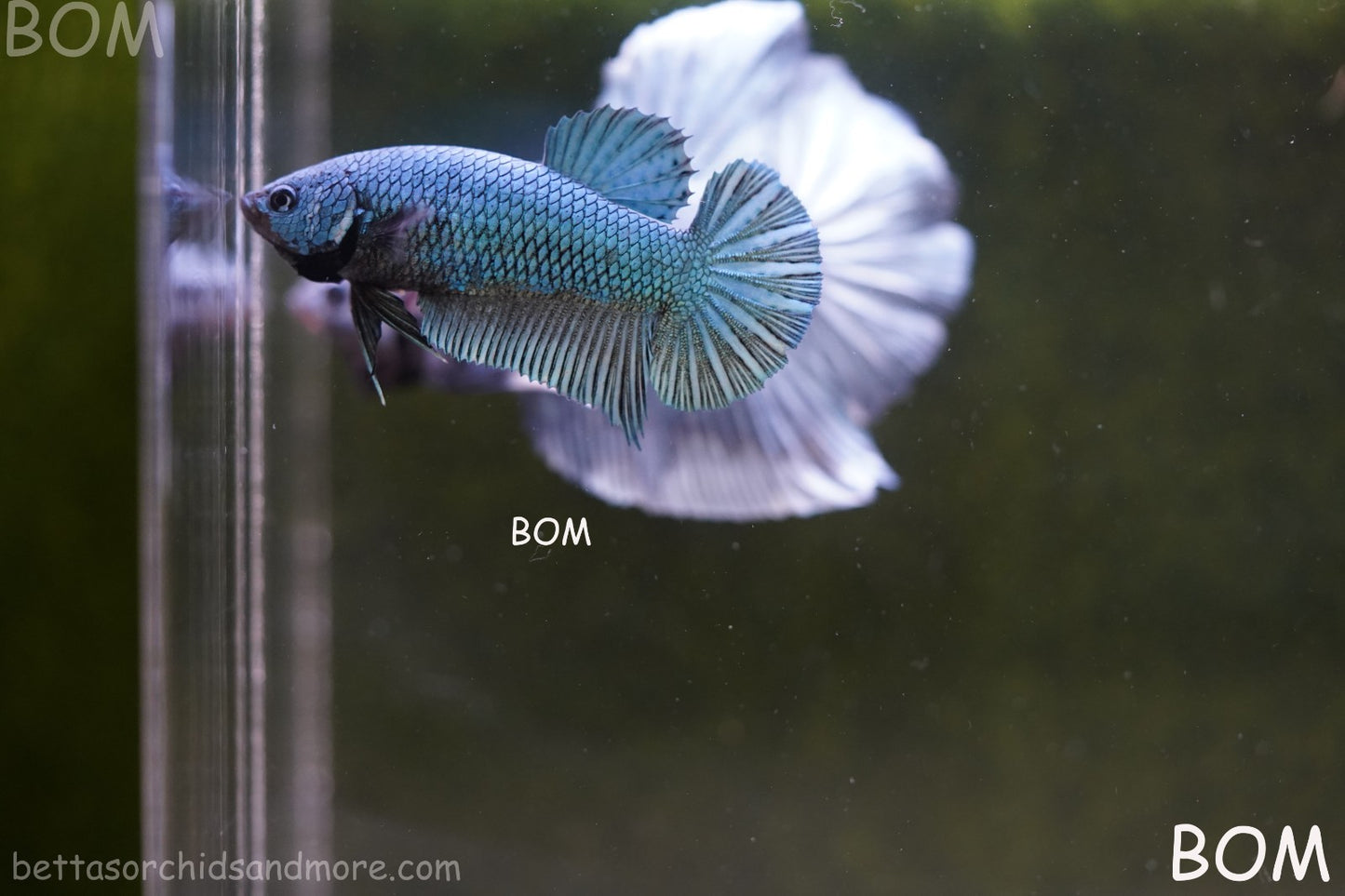 LIVE BETTA GIANT FEMALE BLUE SERIES | BOM-A311