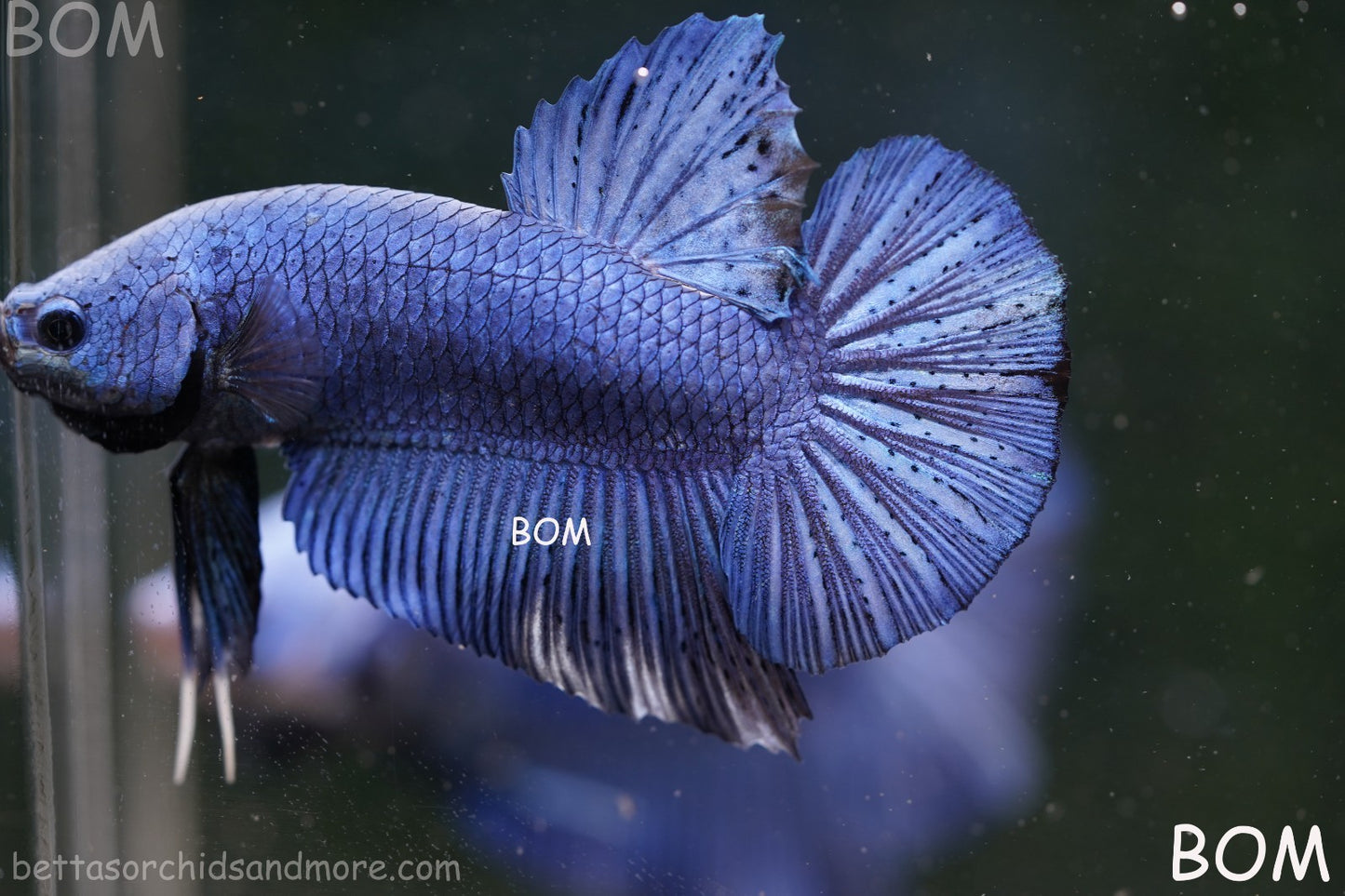 Betta Plakat GIANT MALE BLUE SERIES 5 CM BO | BOM-A304