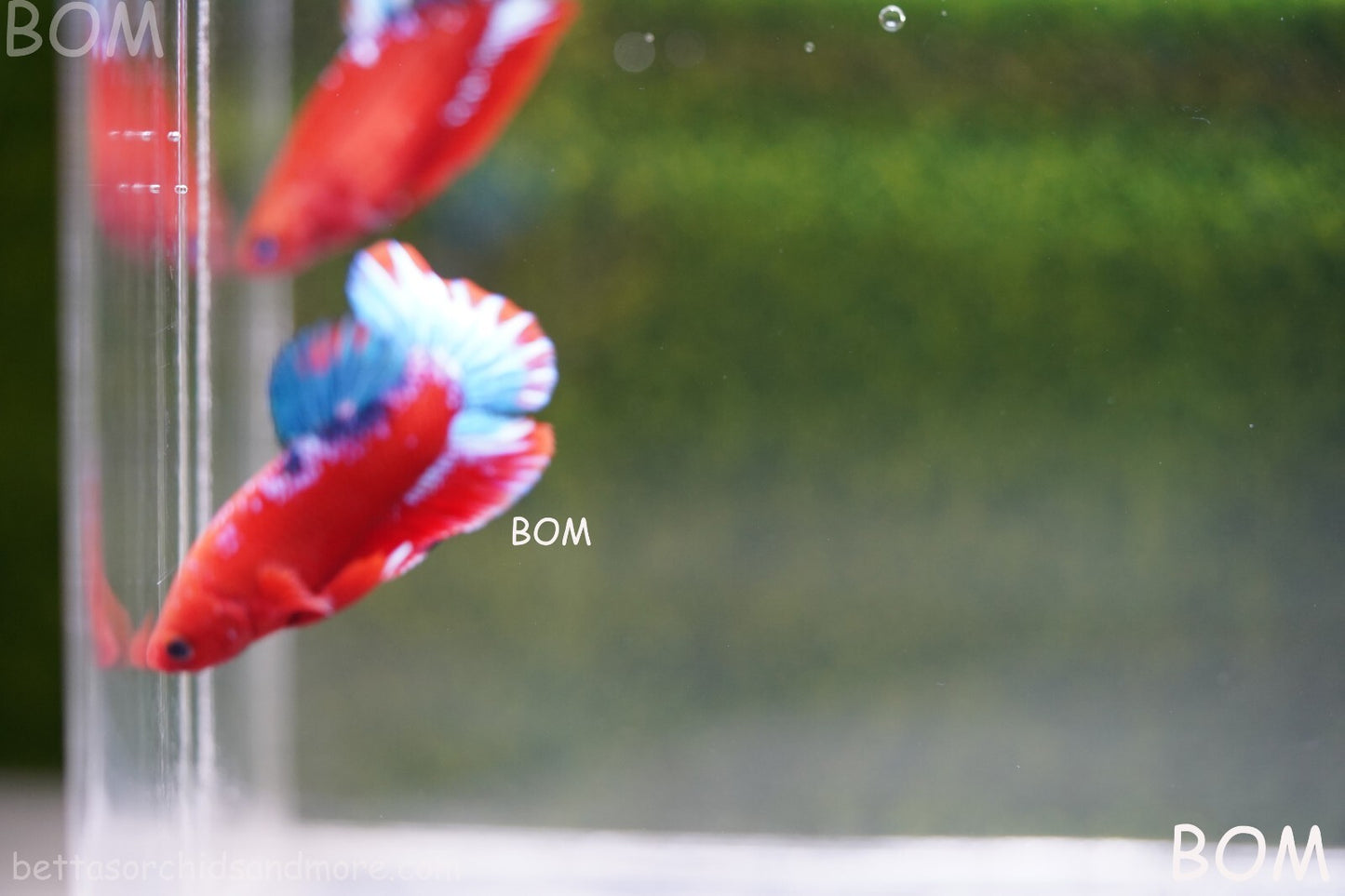 PREMIUM MALE HELLBOY HMPK BETTA Fish:Live HMPK | BOM-A226