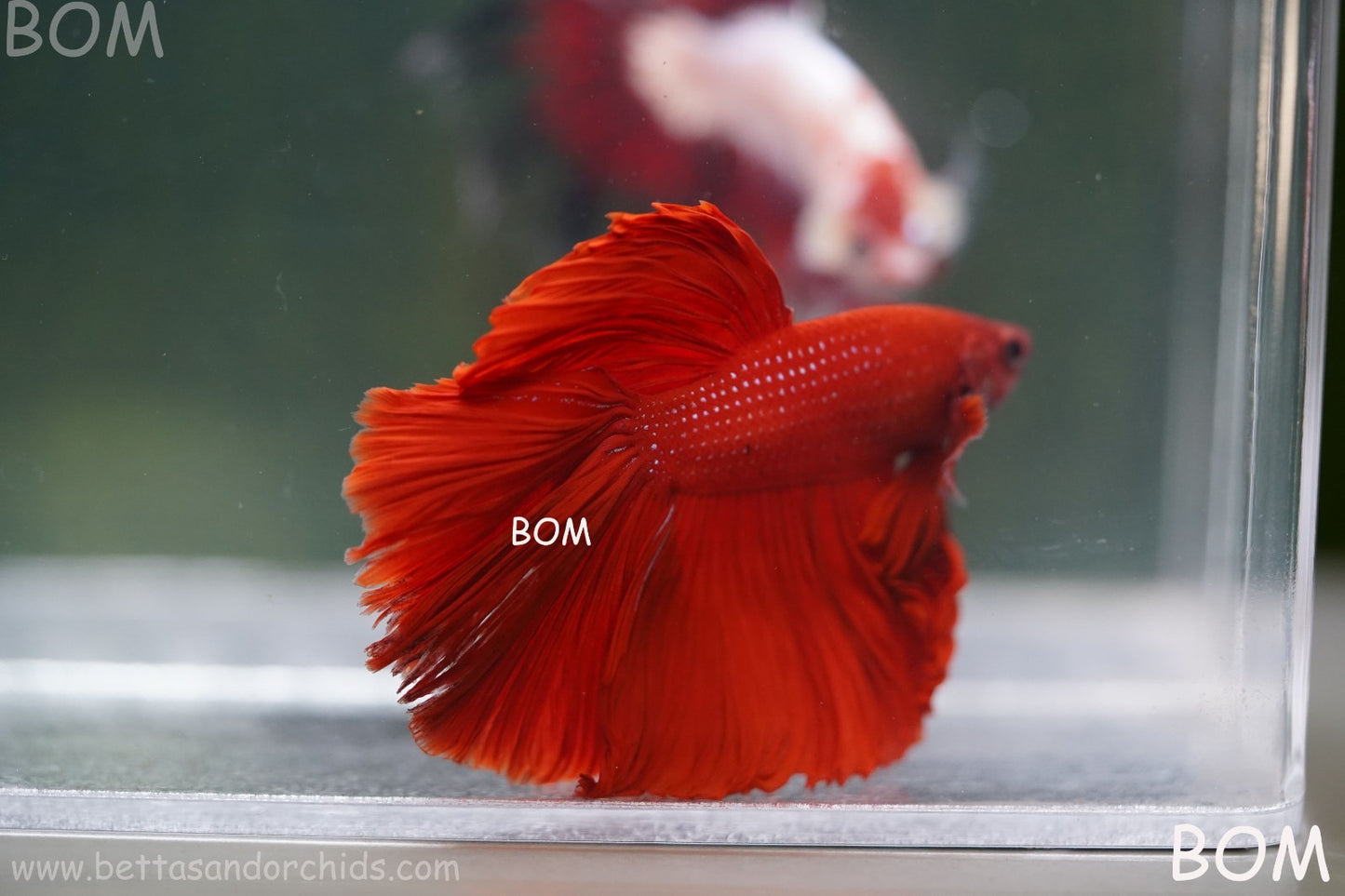 LIVE BETTA MALE KING RED ROSE TAIL : Unique Fish | BOM-A294