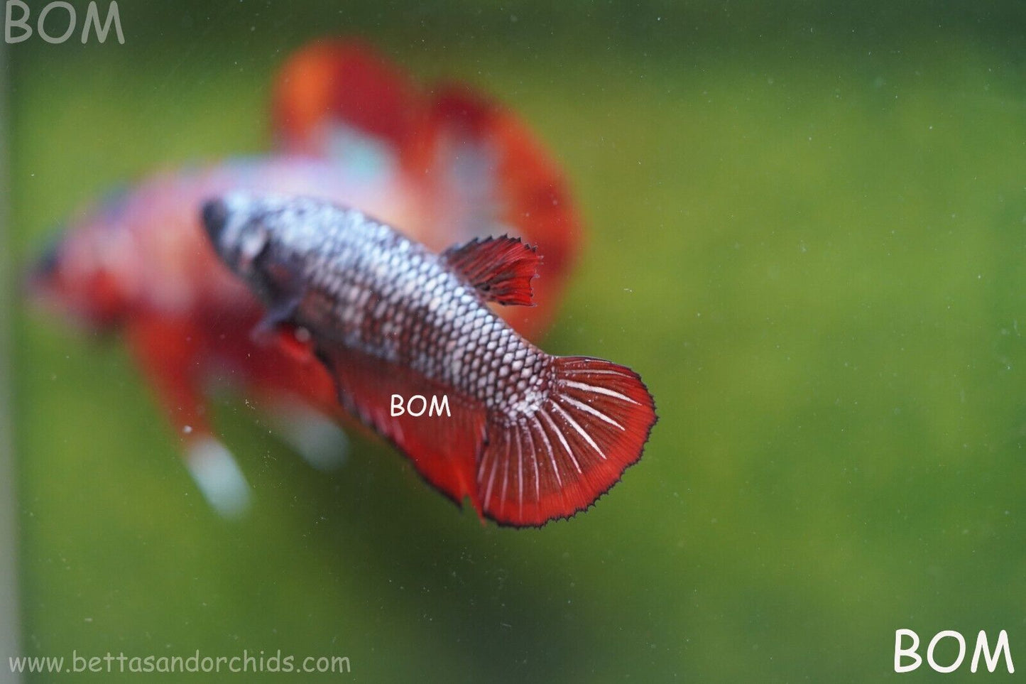 FEMALE RED SAMURAI HMPK Betta Fish - SORORITY : BOM997