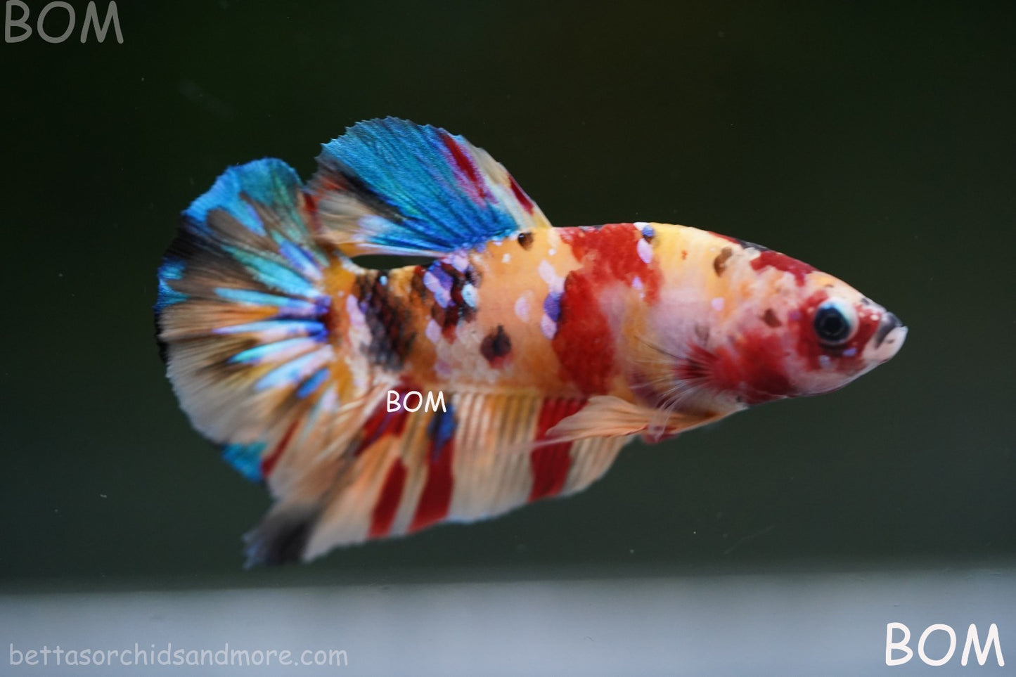 LIVE BETTTA MALE METALLIC MULTICOLOUR HMPK BEAUTIFUL COLOURS | BOM-A283