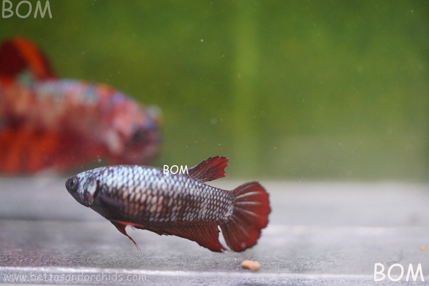 FEMALE RED SAMURAI HMPK Betta Fish - SORORITY : BOM997