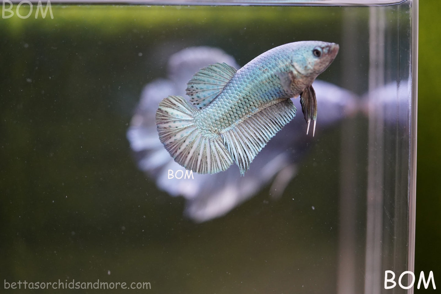 LIVE BETTA GIANT FEMALE BLUE SERIES | BOM-A314